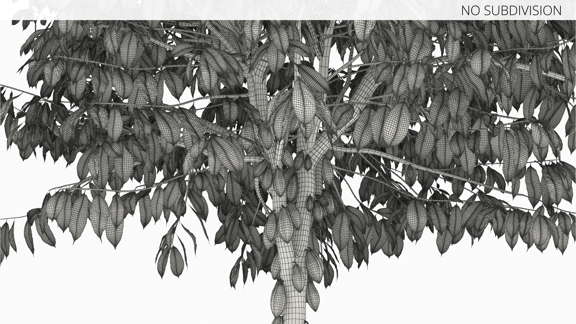 Theobroma Cocoa Tree with Fruits, view 11