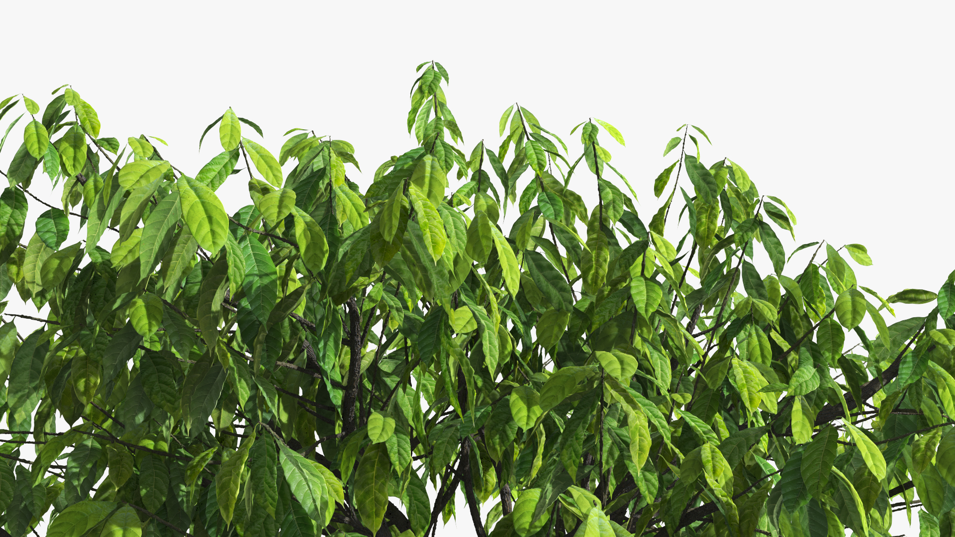 Theobroma Cocoa Tree with Fruits, view 7