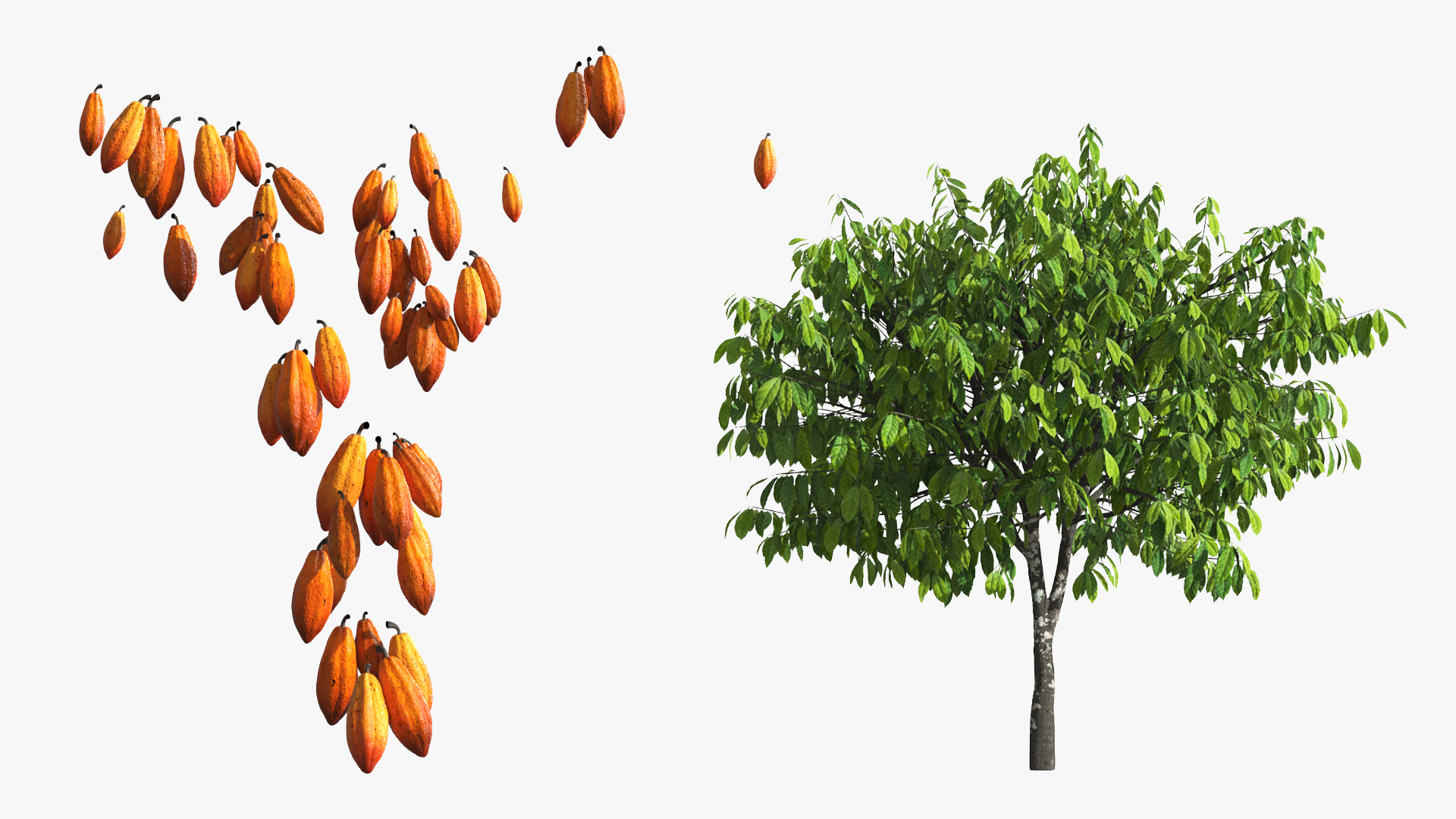 Theobroma Cocoa Tree with Fruits, view 8