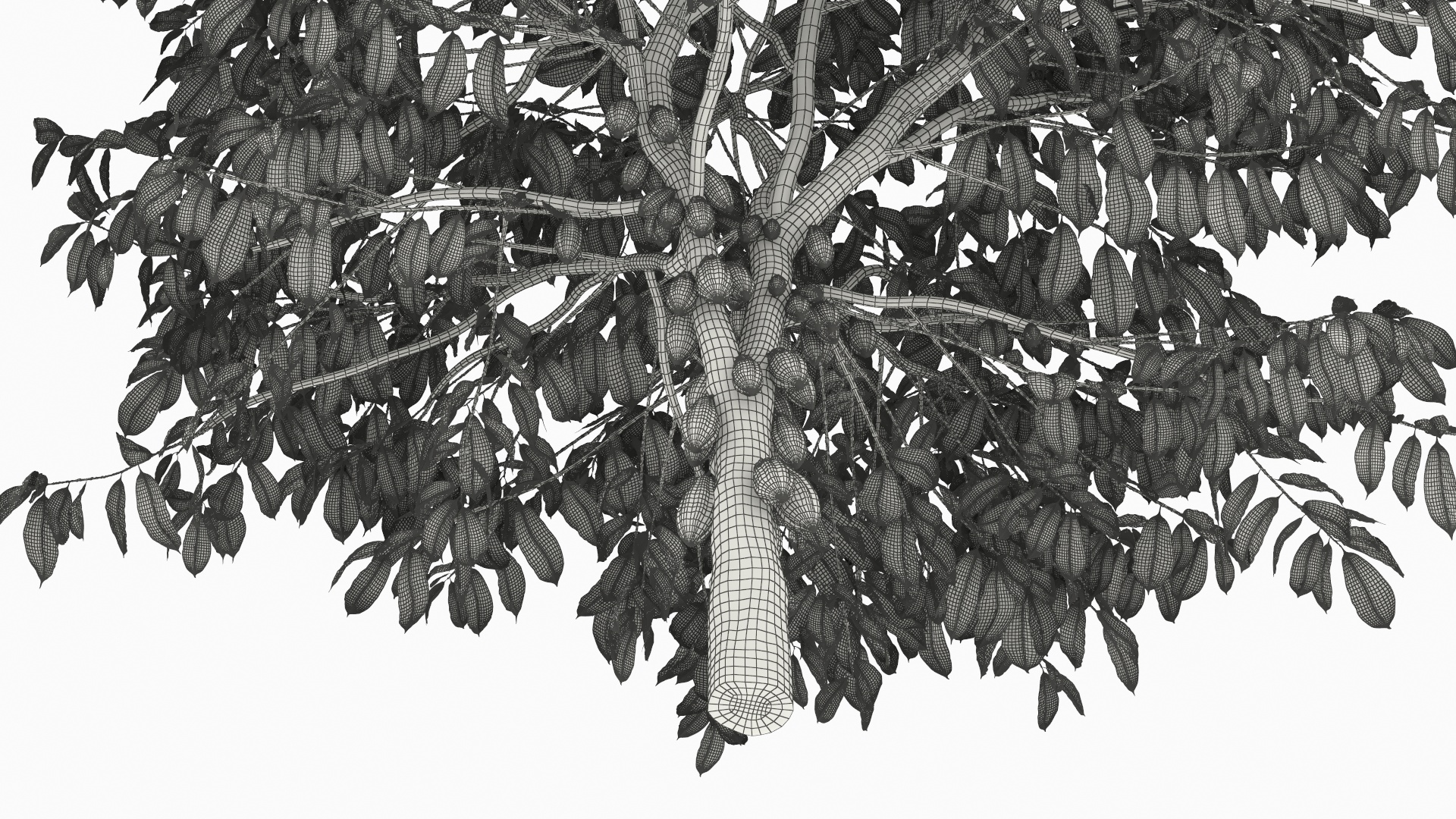 Theobroma Cocoa Tree with Fruits, view 12