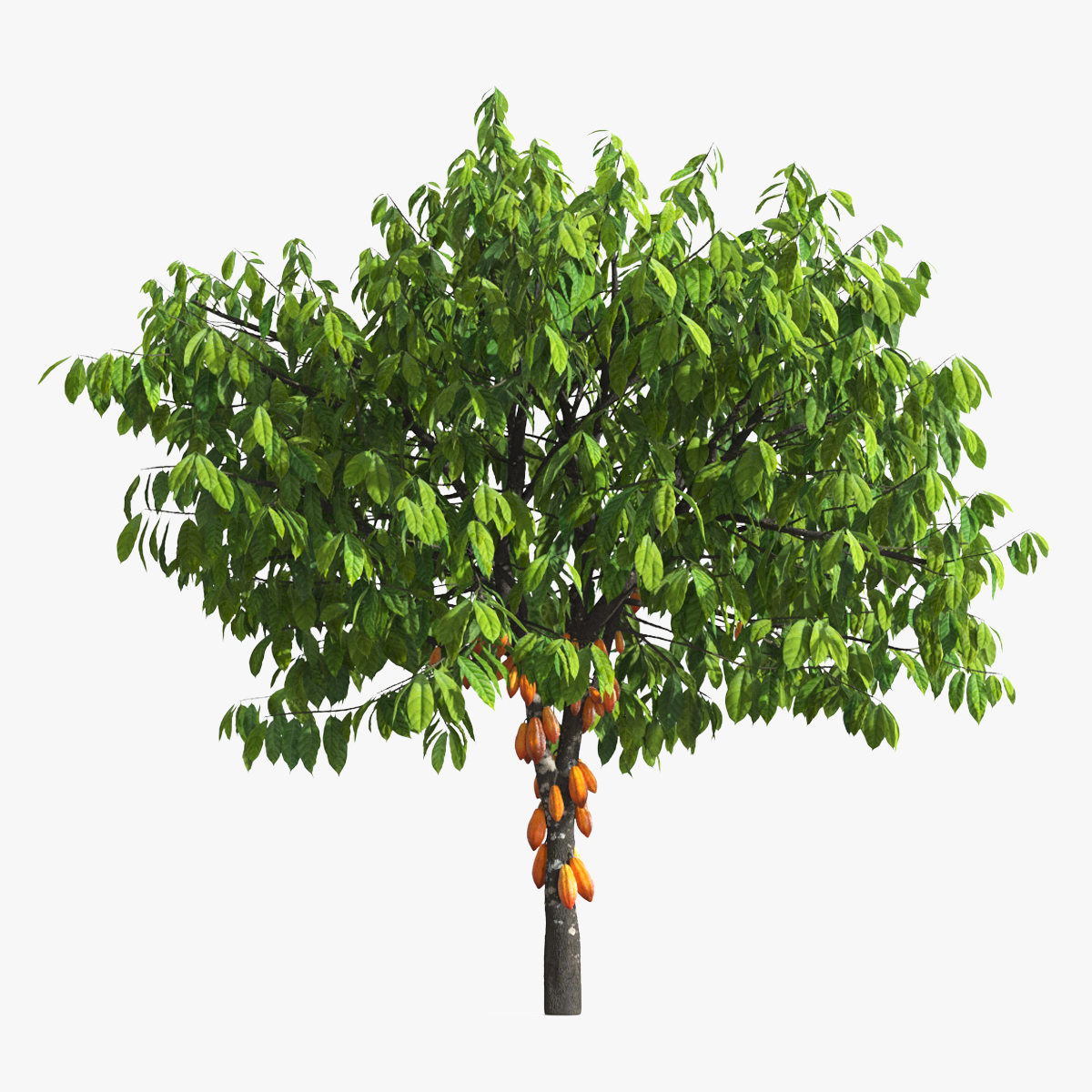 Theobroma Cocoa Tree with Fruits 3D model preview