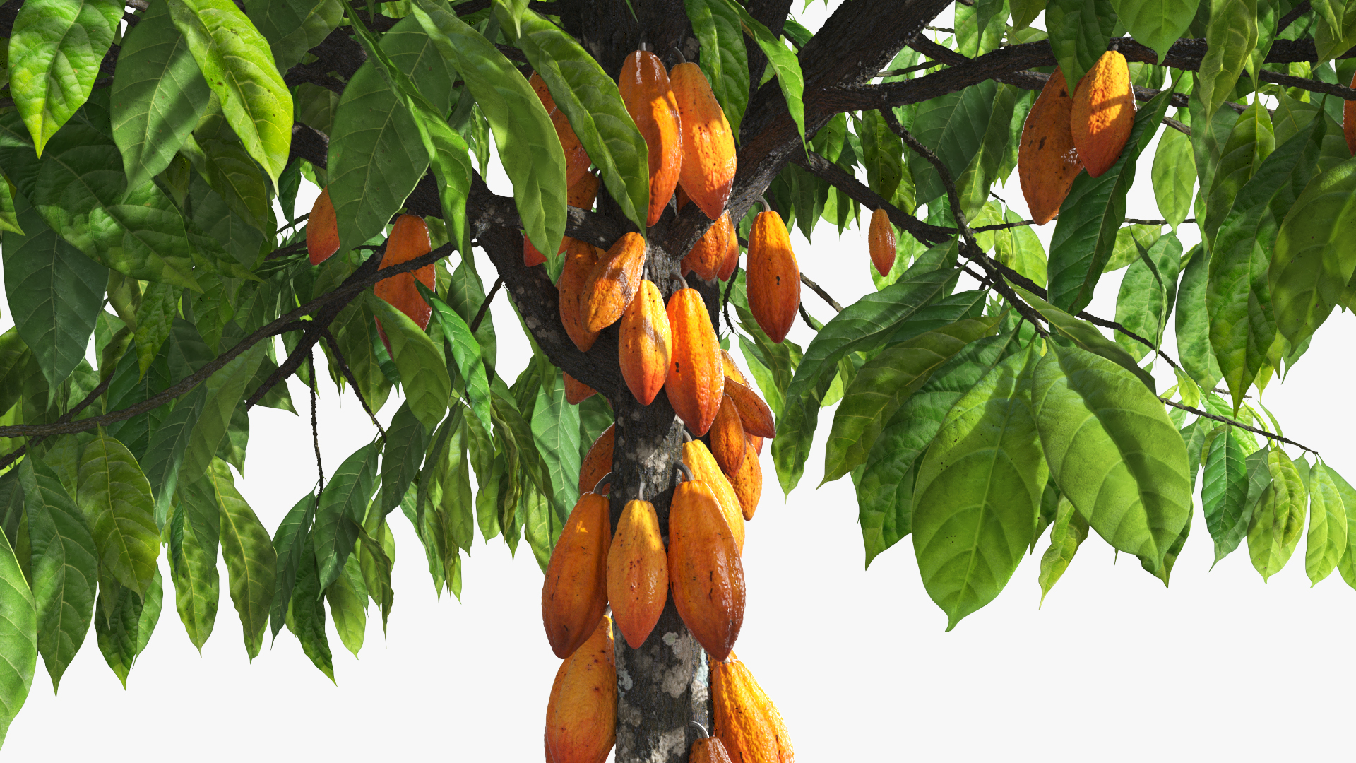 Theobroma Cocoa Tree with Fruits, view 5