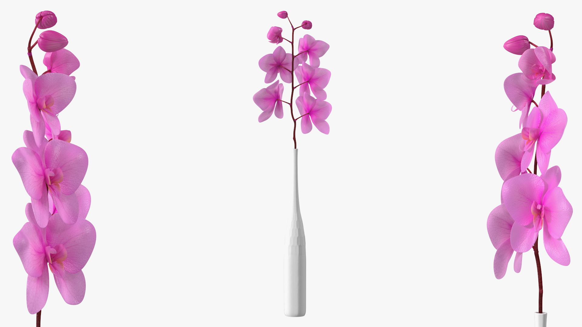 Pink Orchid Stem in Tall Vase 3D model