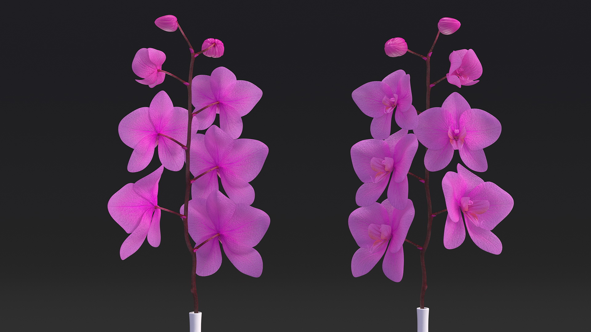 Pink Orchid Stem in Tall Vase 3D model