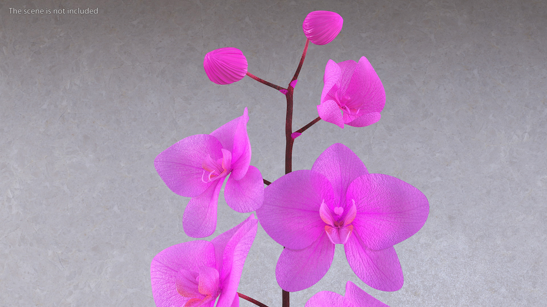Pink Orchid Stem in Tall Vase 3D model