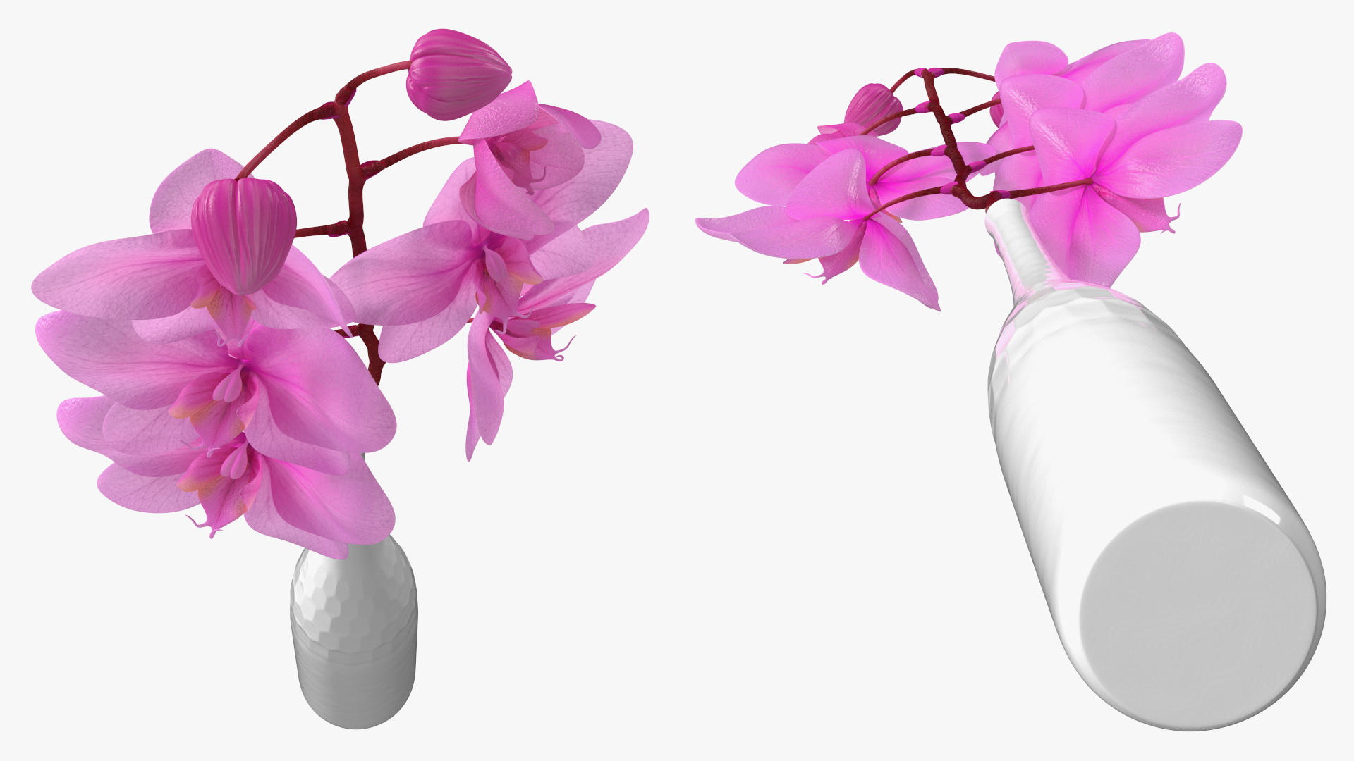 Pink Orchid Stem in Tall Vase 3D model