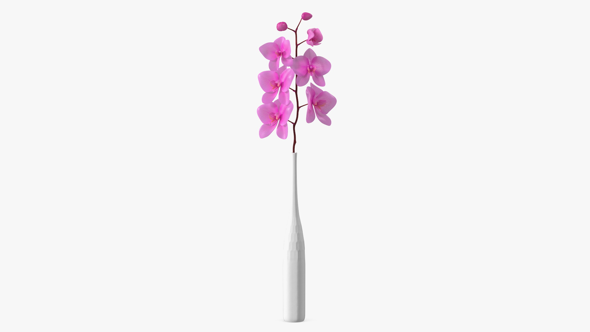 Pink Orchid Stem in Tall Vase 3D model