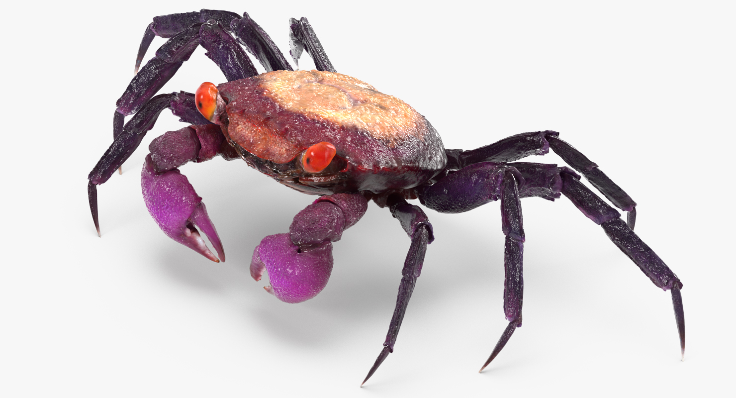 3D Vampire Crab Geosesarma model