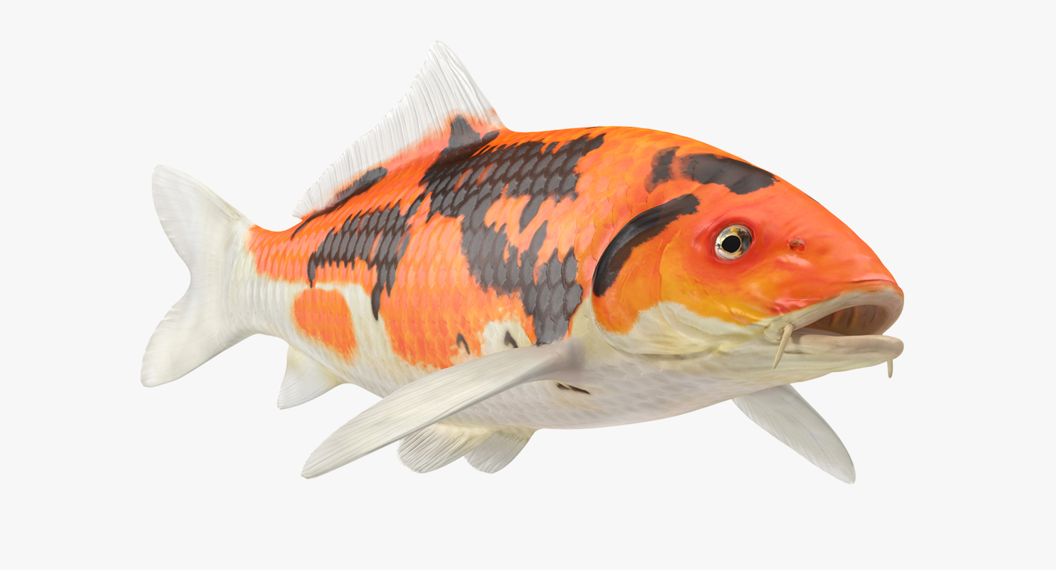 3D model Koi Fish