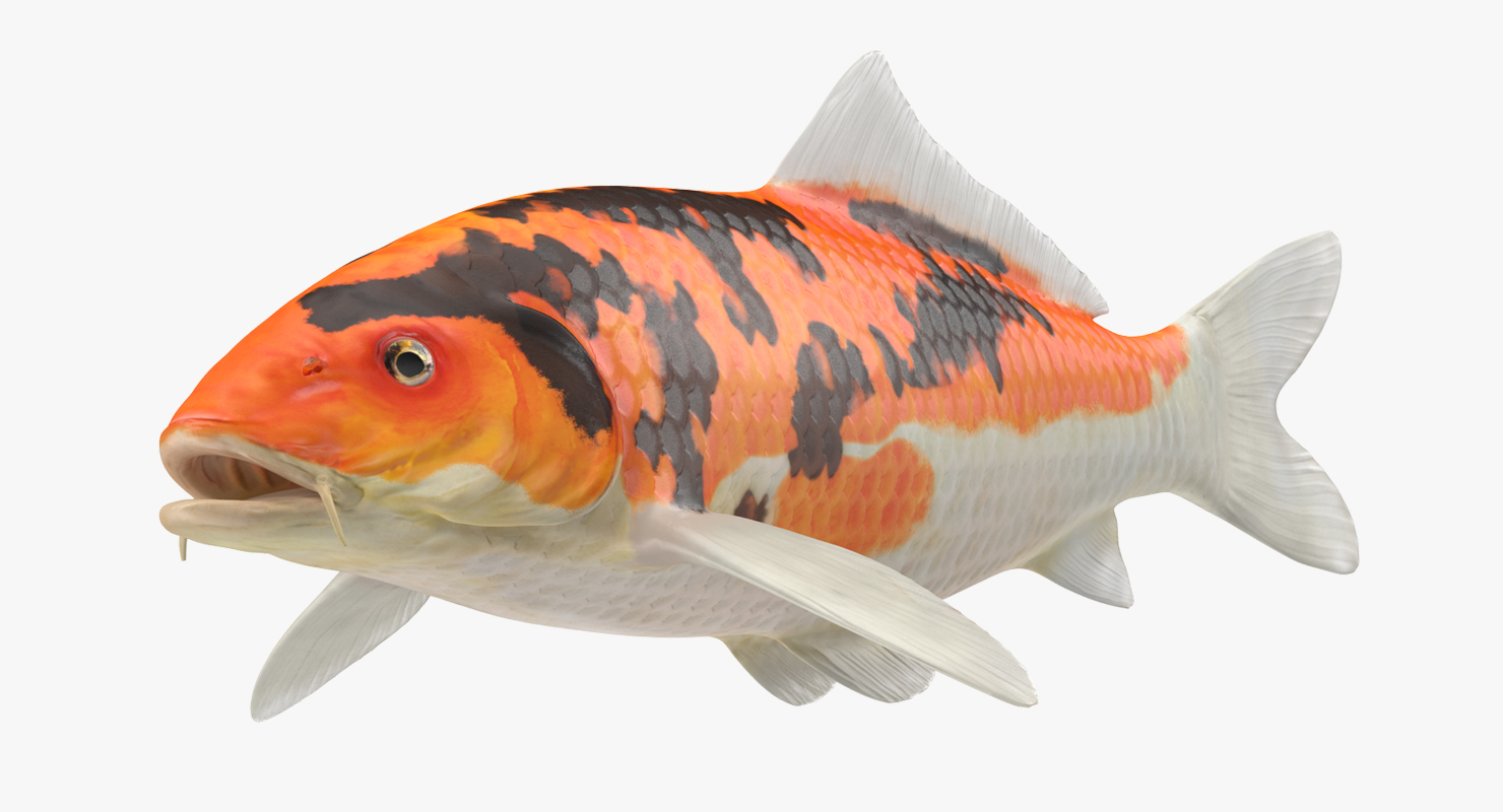 3D model Koi Fish