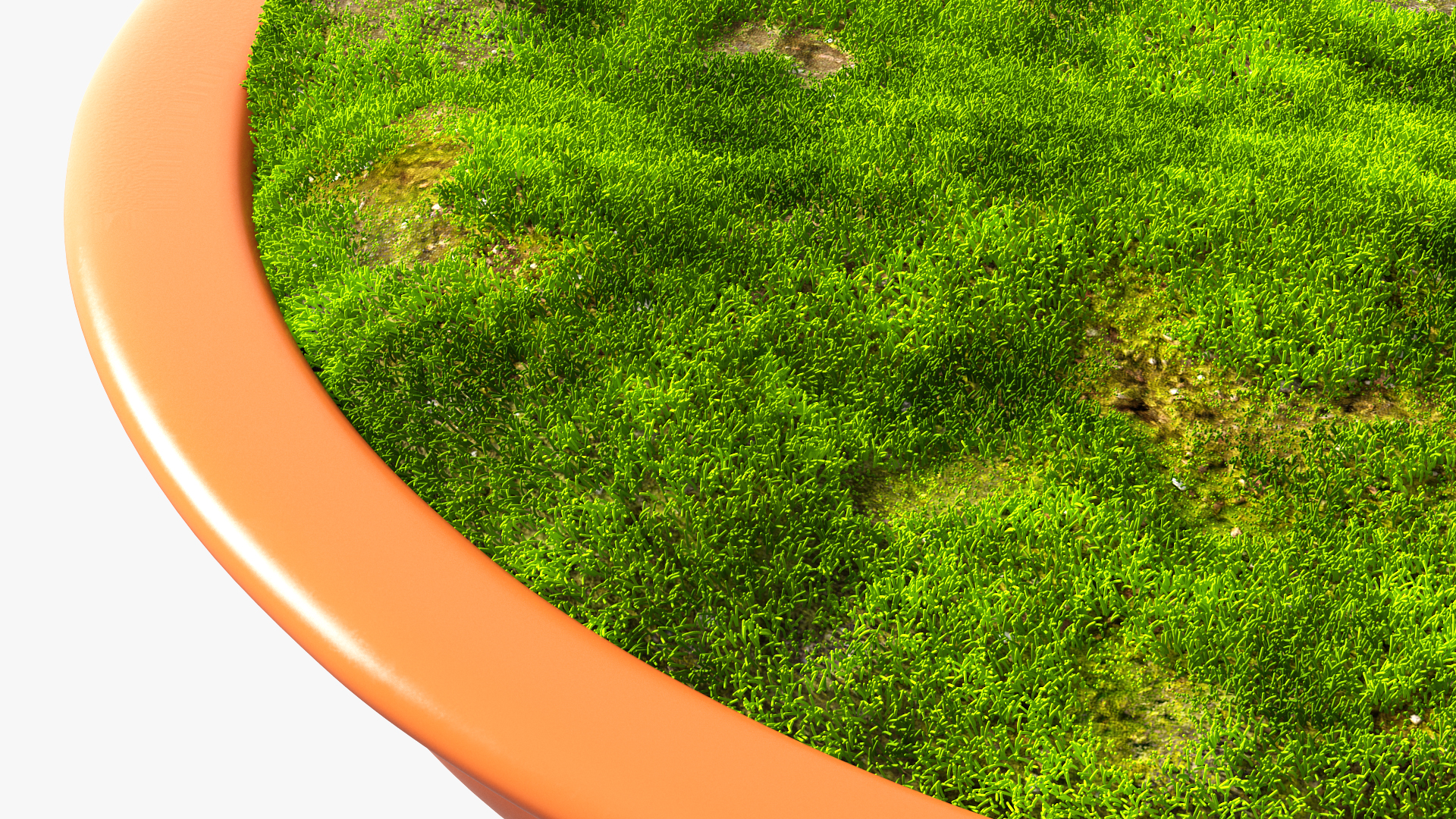 Flower Pot with Soil Fur 3D model