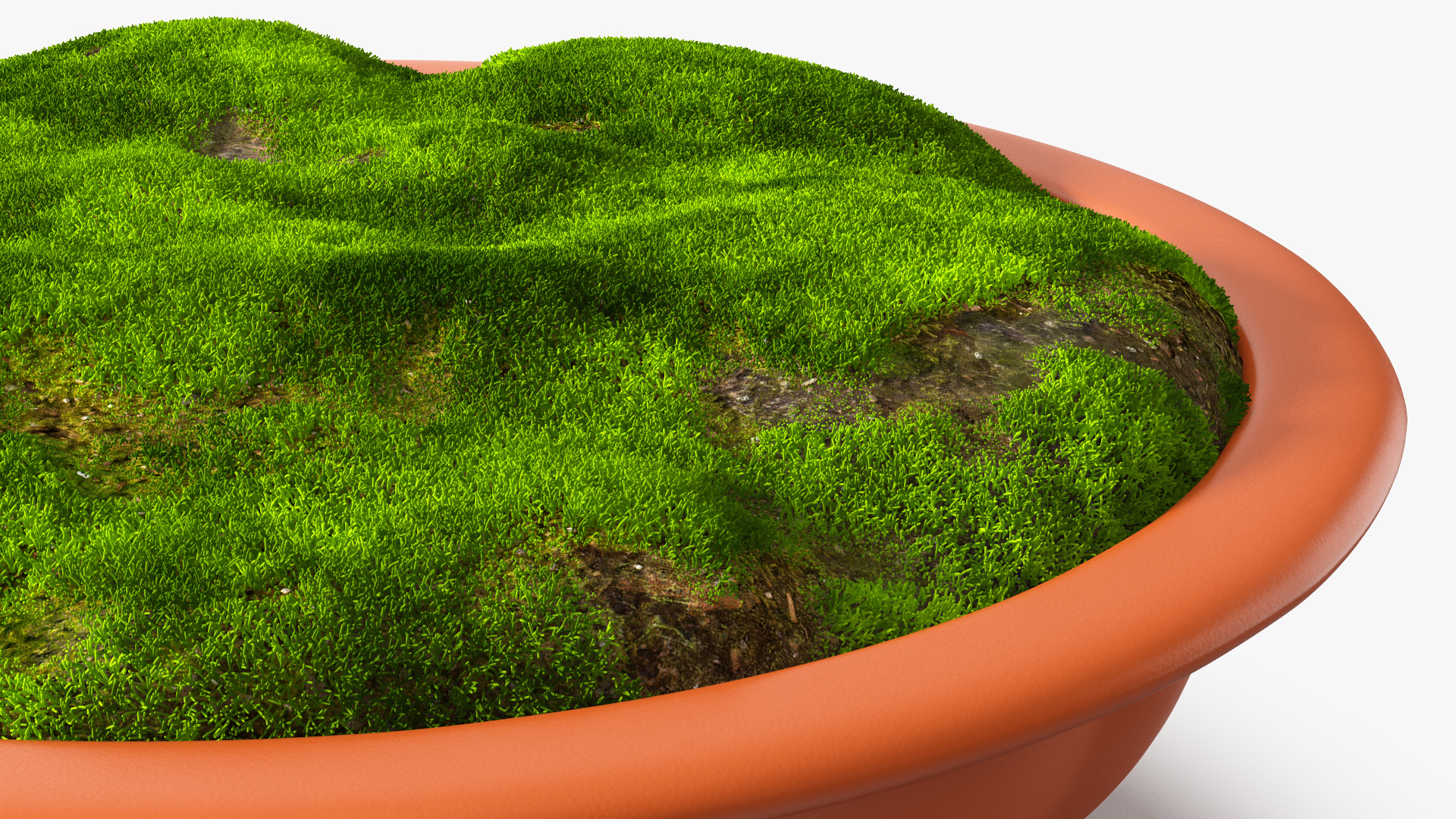 Flower Pot with Soil Fur 3D model