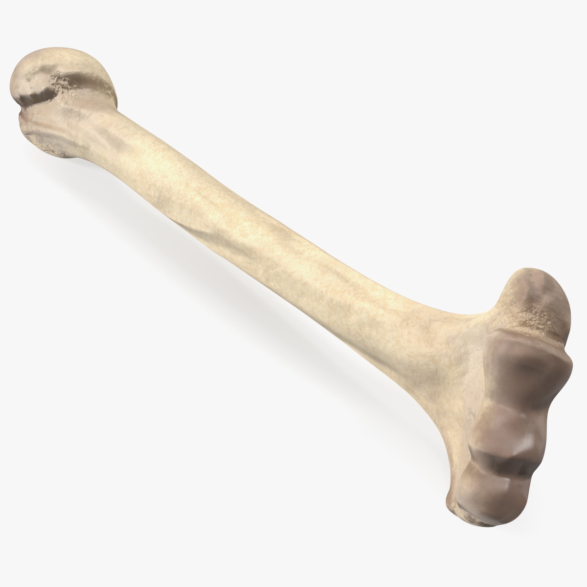 Bone