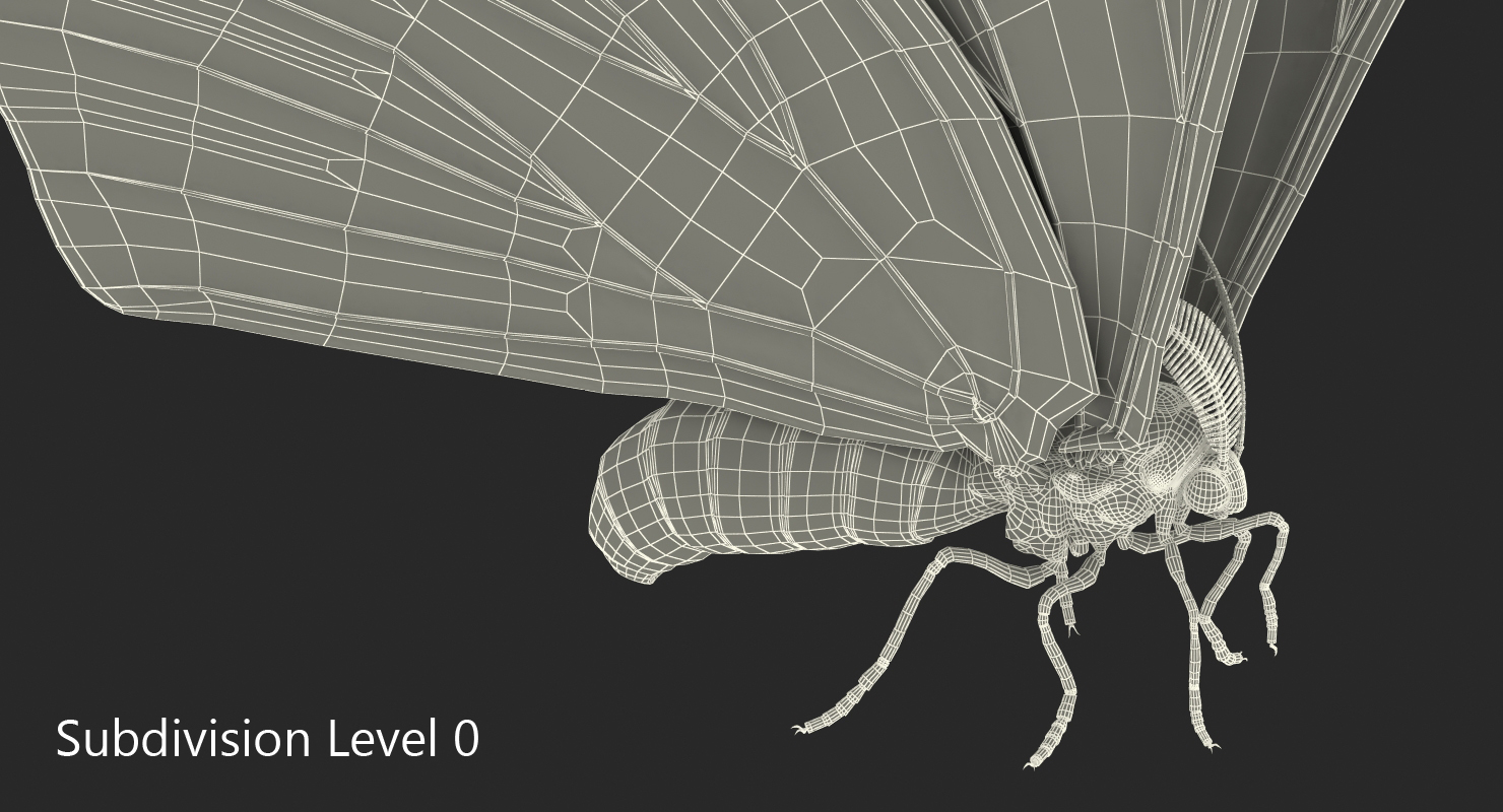 Saturniid Moth Attacus Atlas with Fur 3D