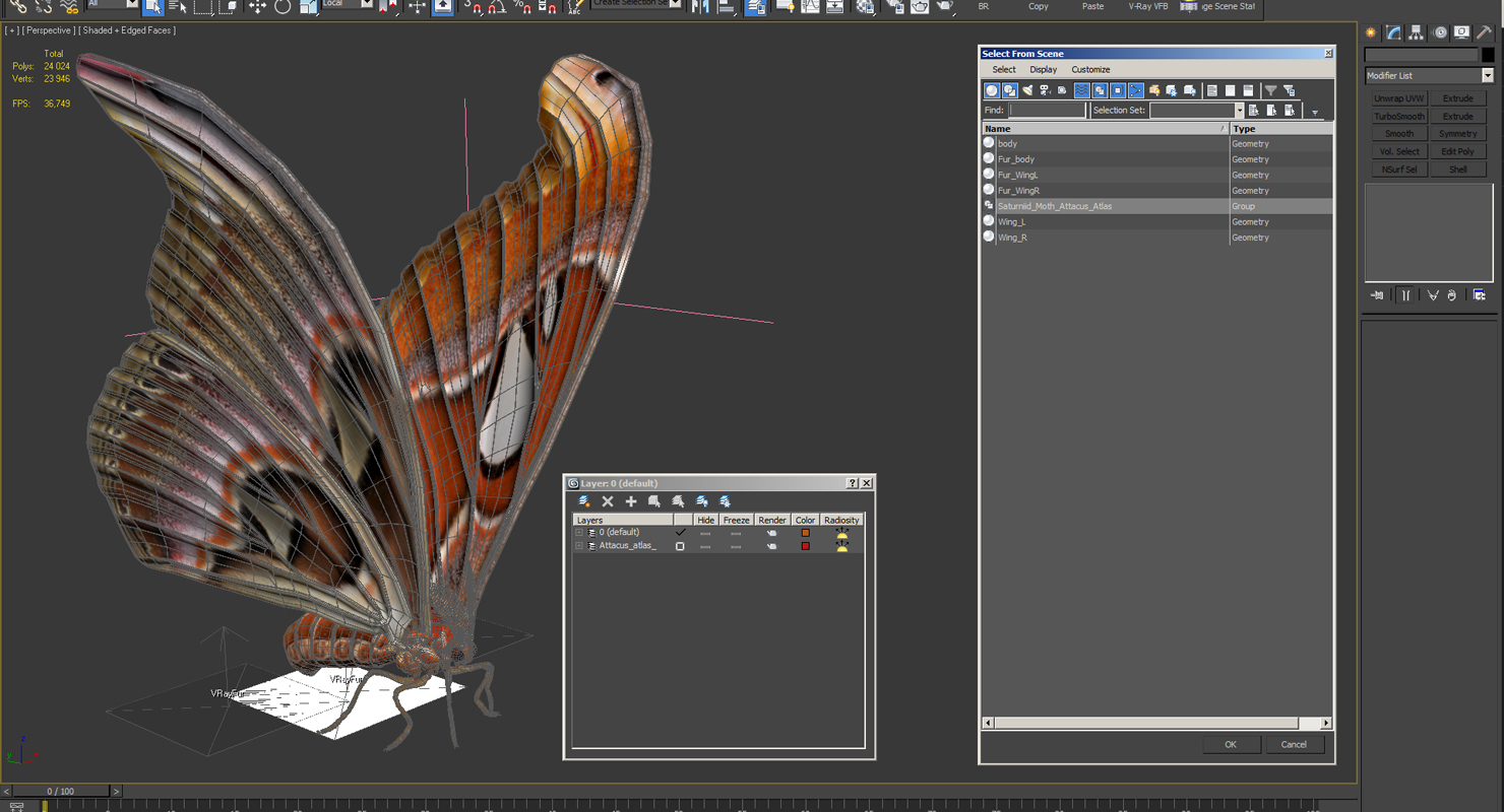 Saturniid Moth Attacus Atlas with Fur 3D