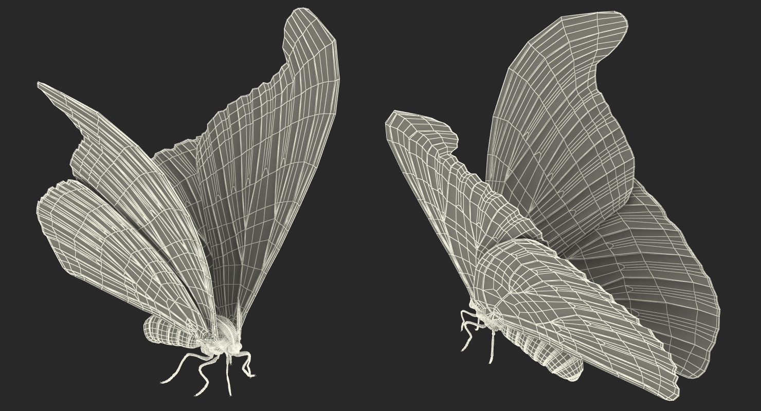 Saturniid Moth Attacus Atlas with Fur 3D