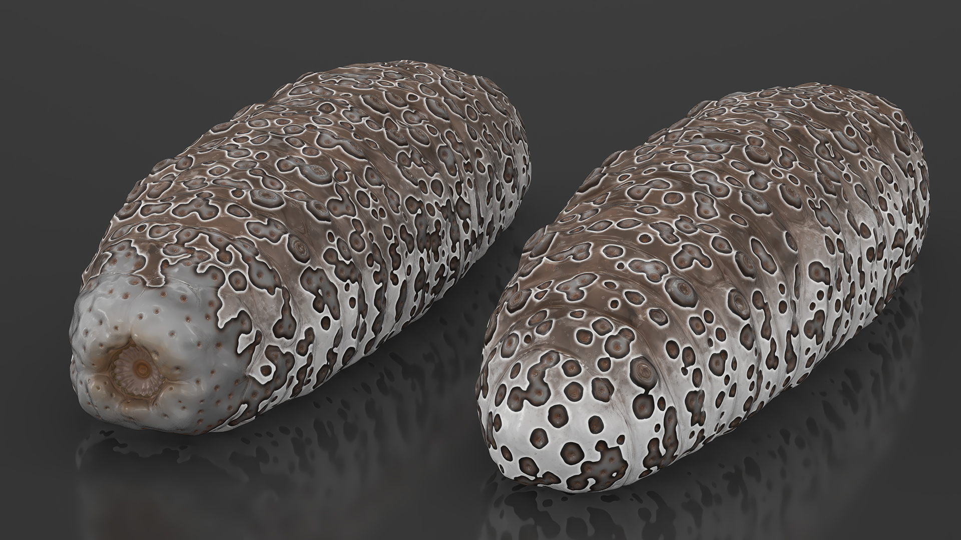 Namako Brown 3D
