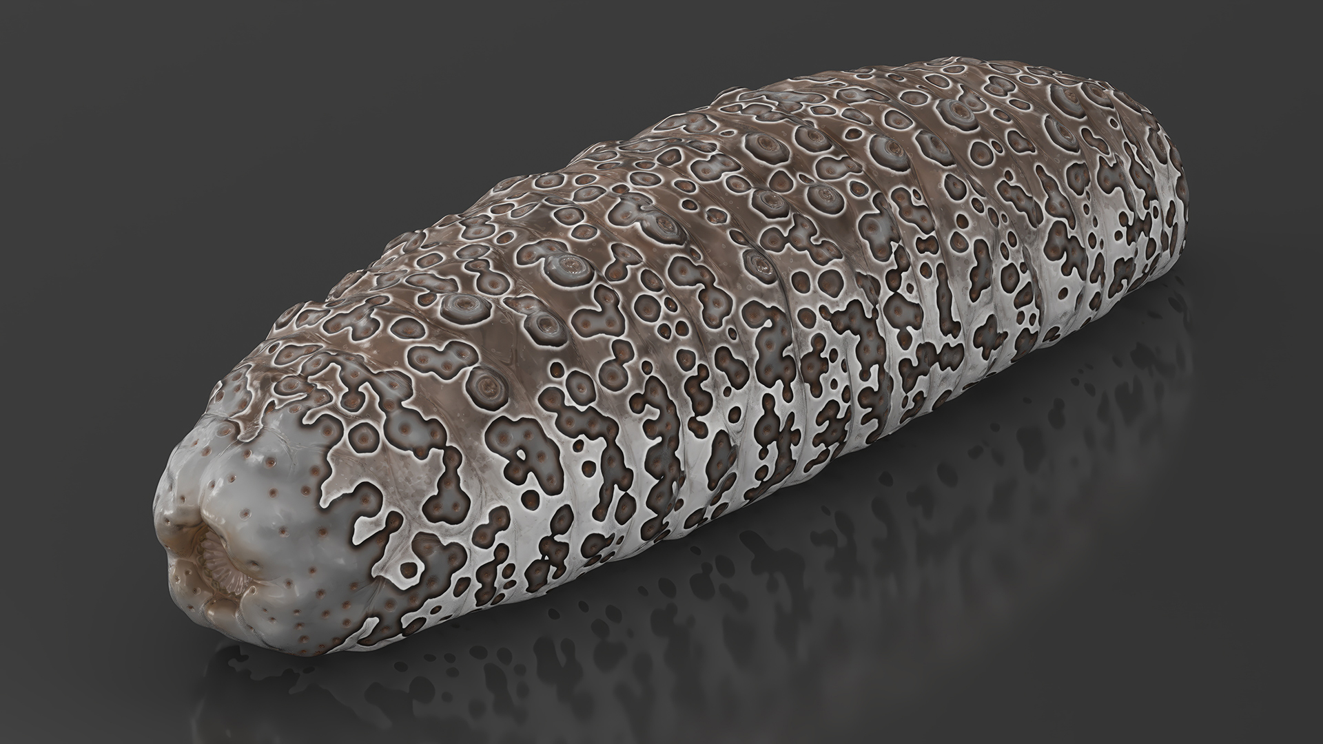 Namako Brown 3D