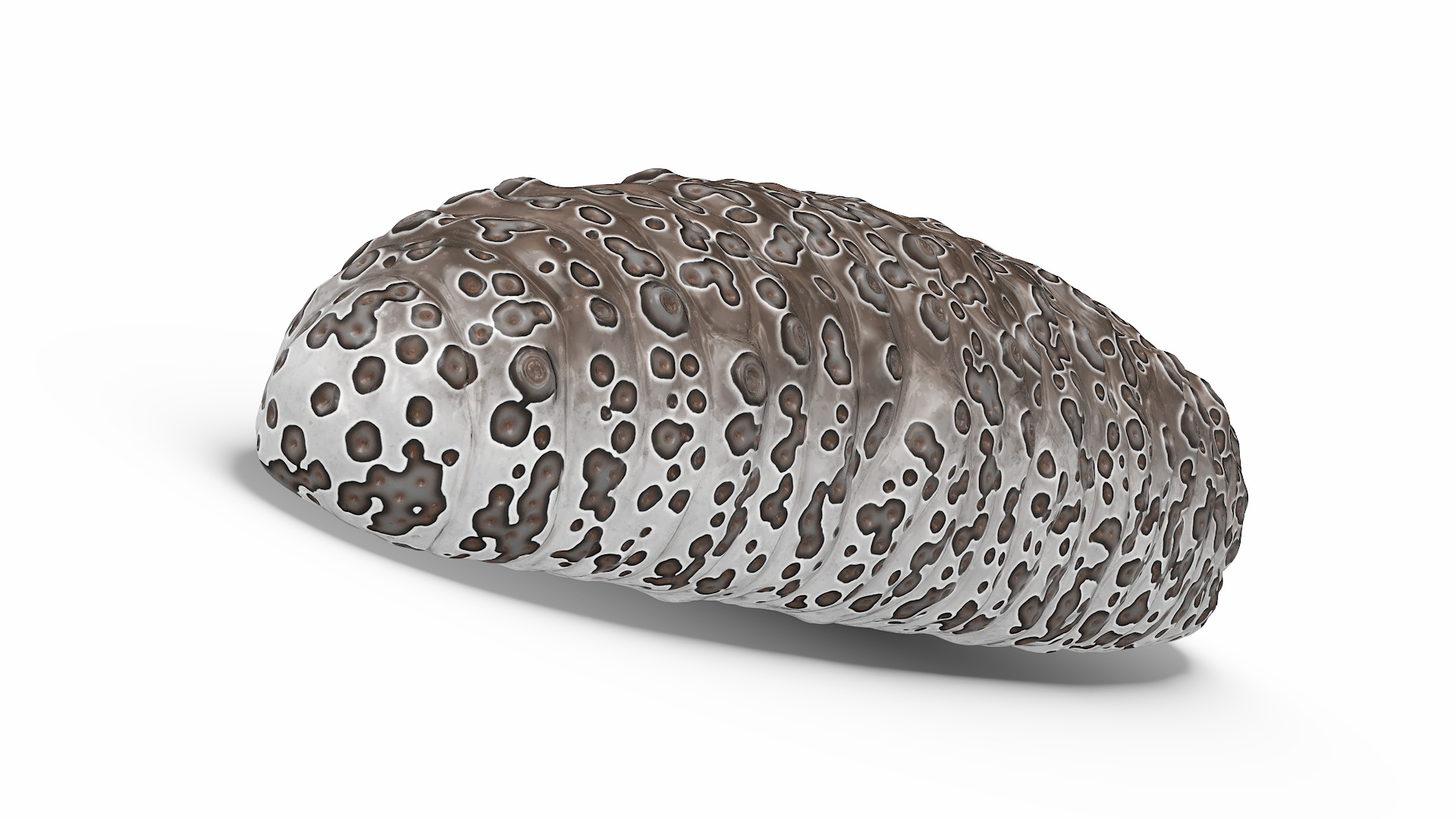 Namako Brown 3D