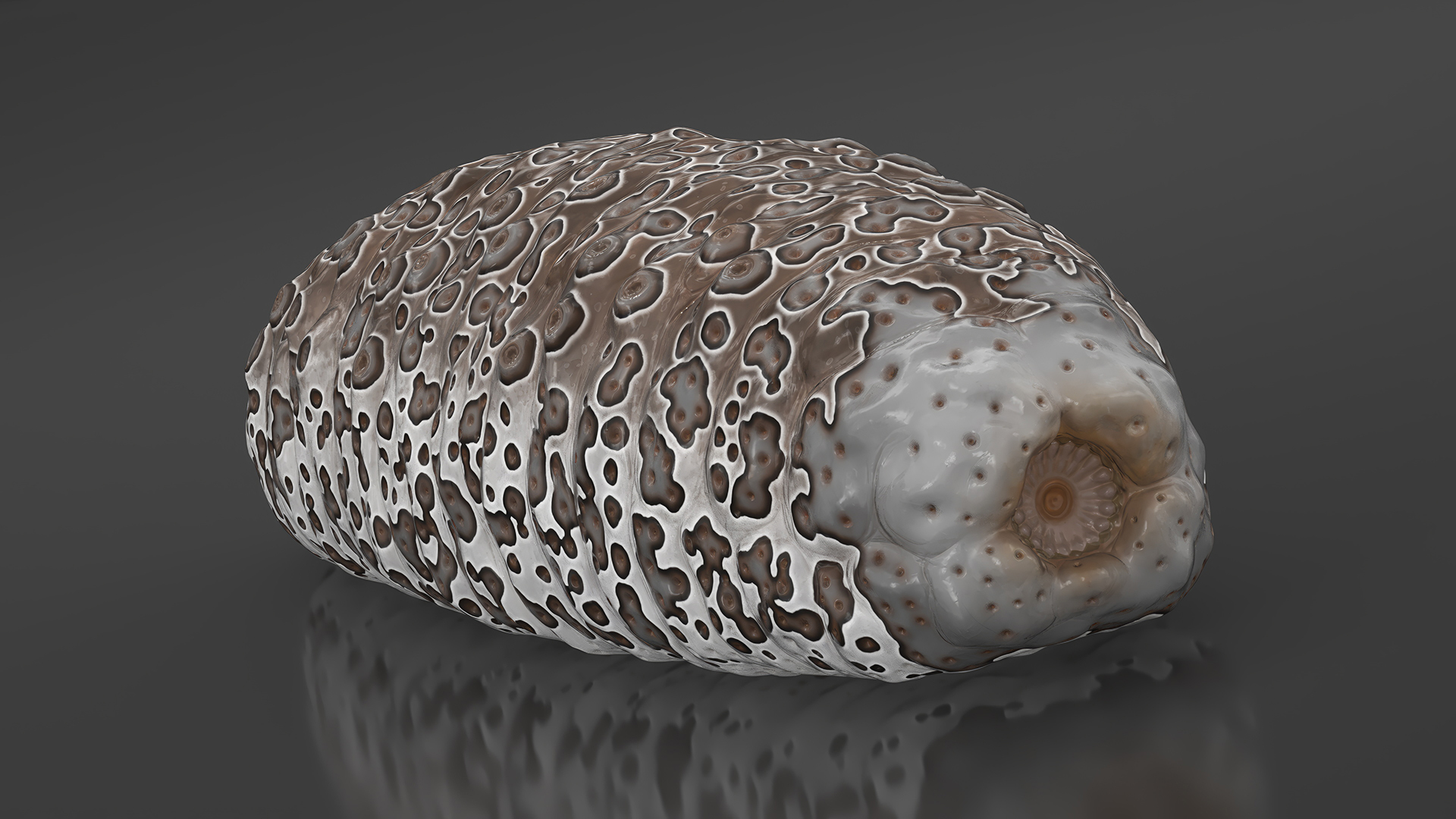 Namako Brown 3D