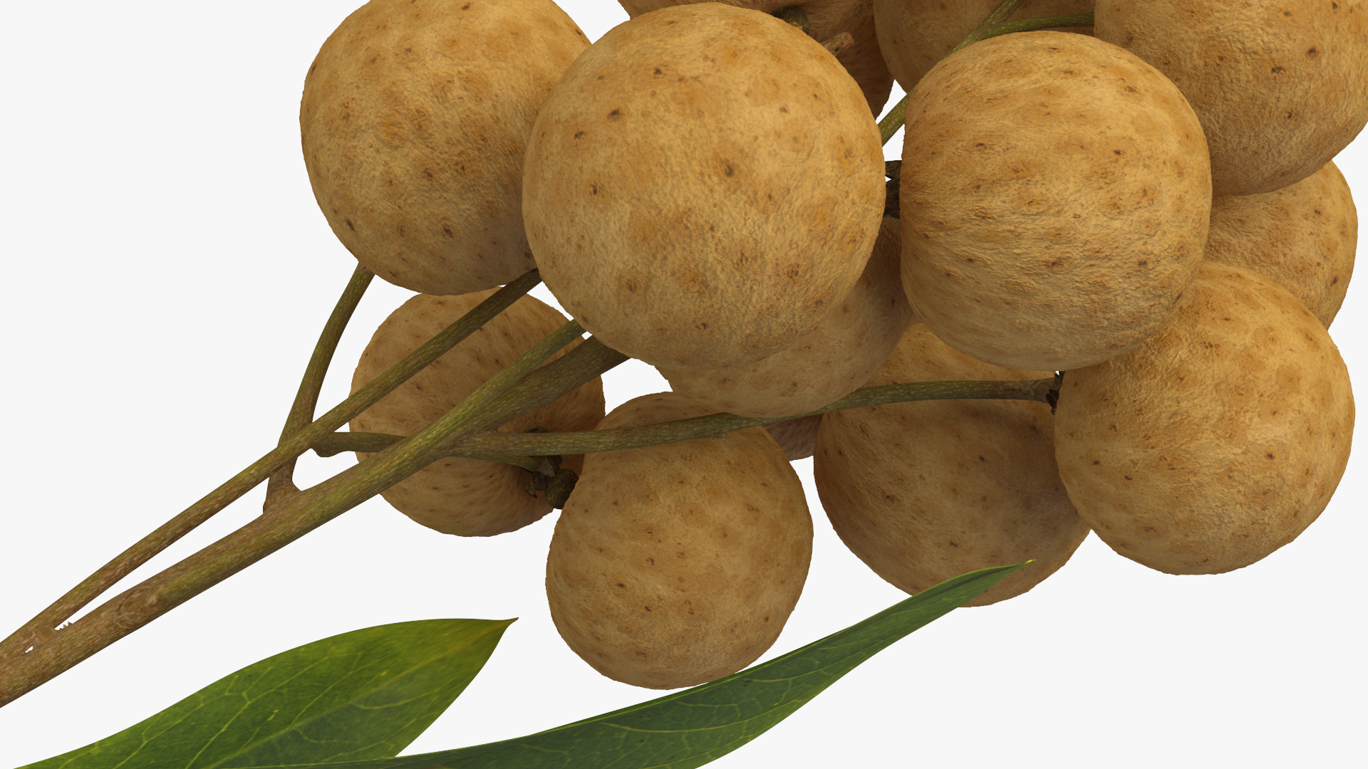 Longan Fruit Branch 3D model