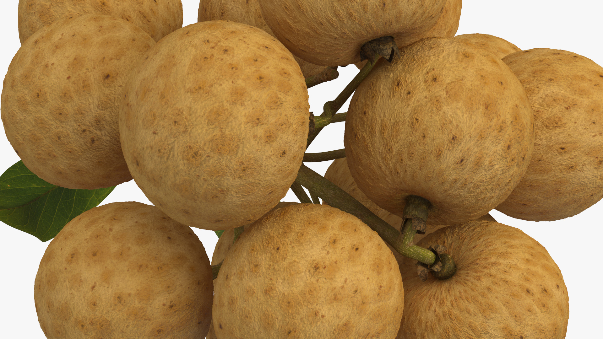 Longan Fruit Branch 3D model