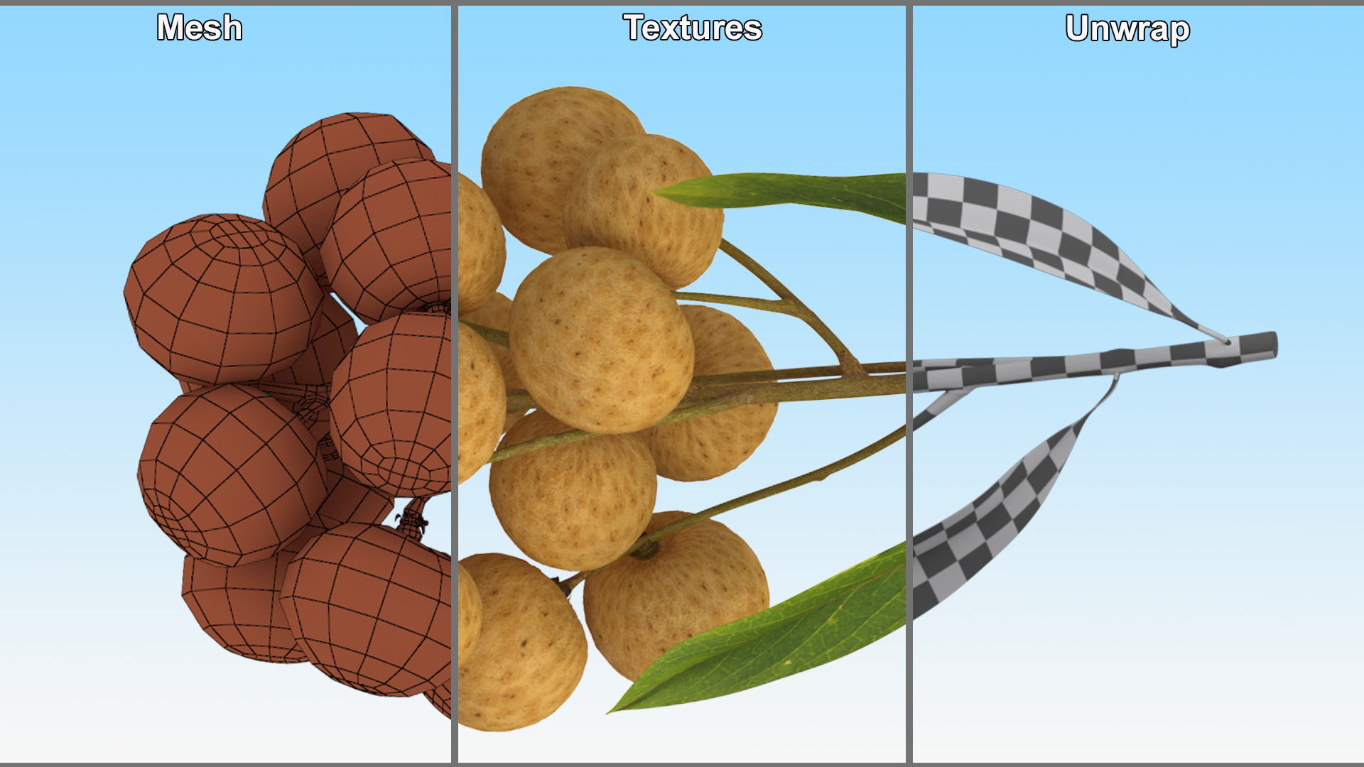 Longan Fruit Branch 3D model
