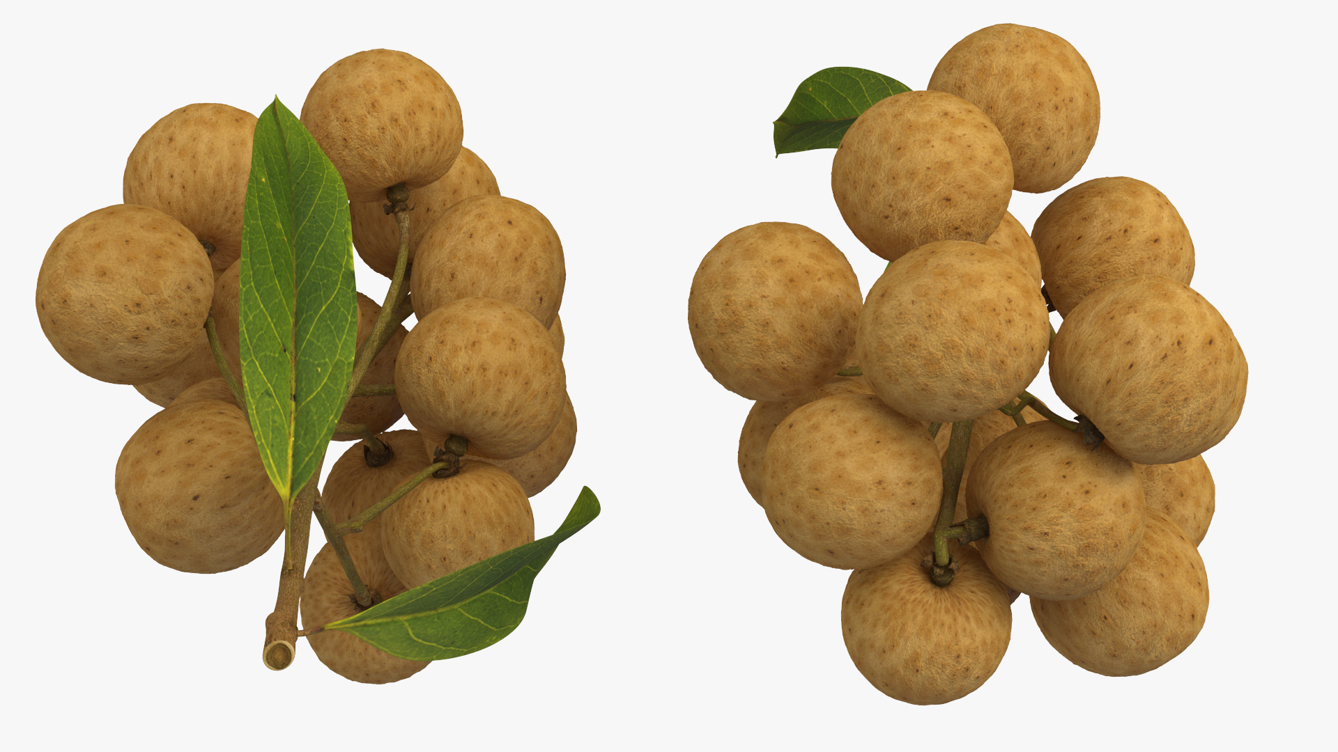 Longan Fruit Branch 3D model