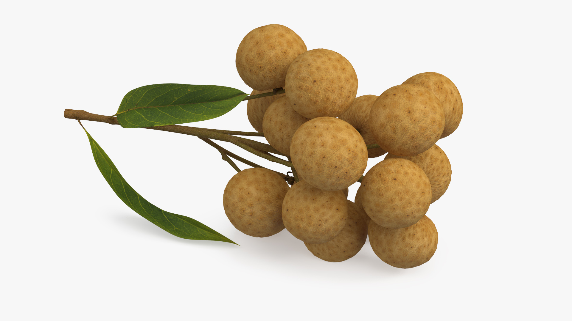 Longan Fruit Branch 3D model