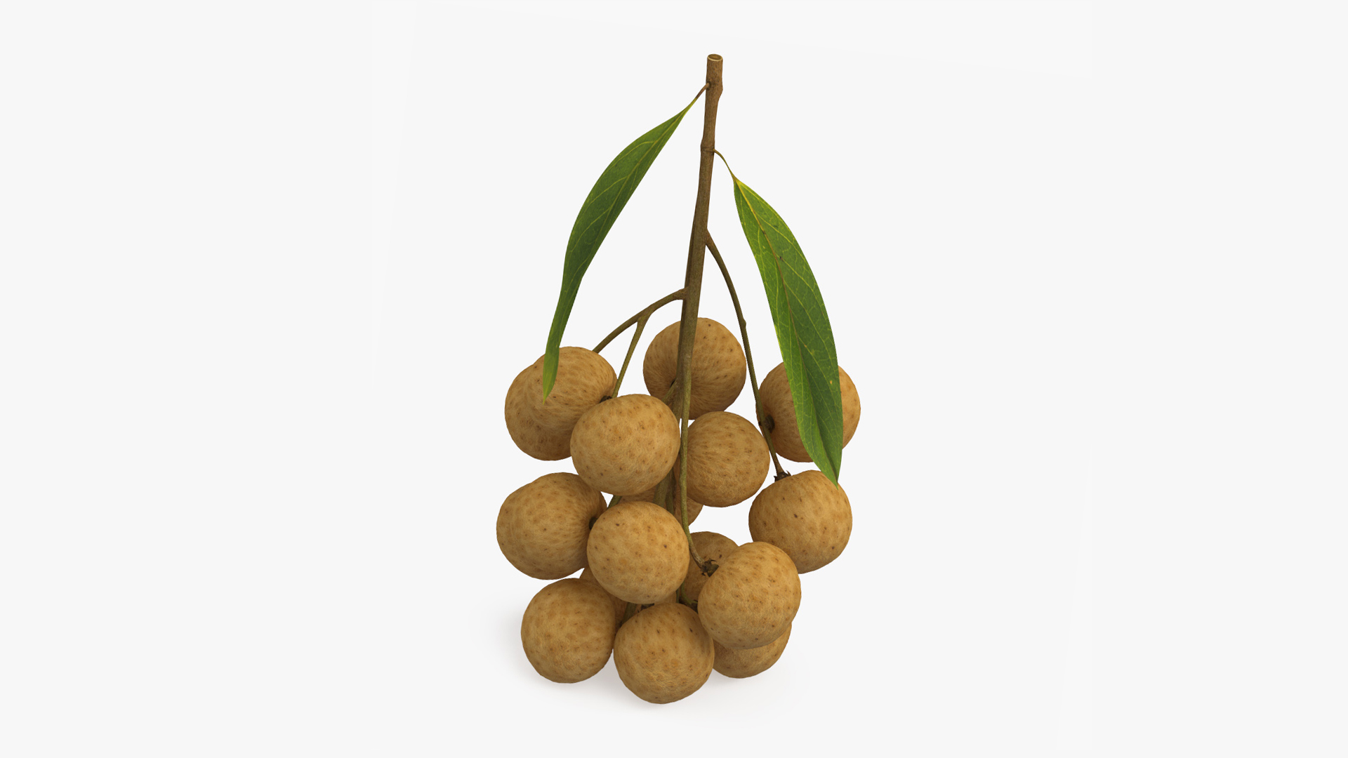 Longan Fruit Branch 3D model