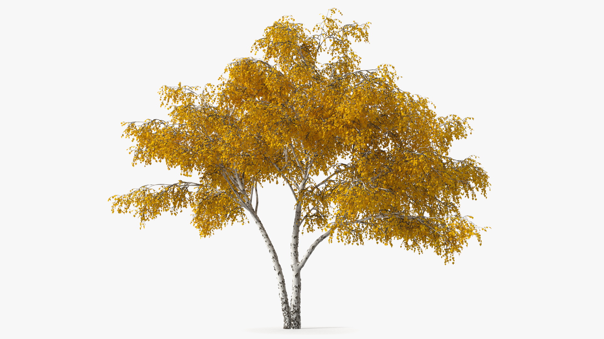 Silver Birch Yellow Tree 3D model