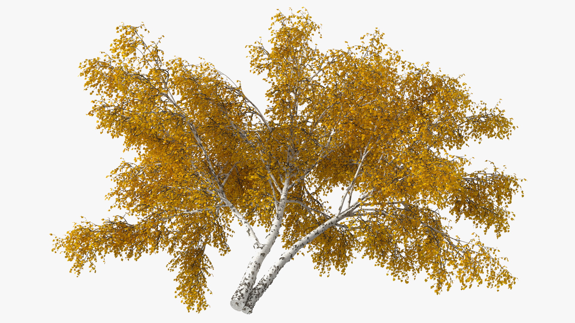 Silver Birch Yellow Tree 3D model