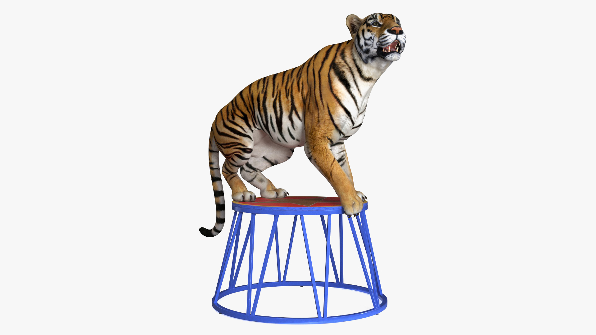 3D Tiger on a Circus Stand model