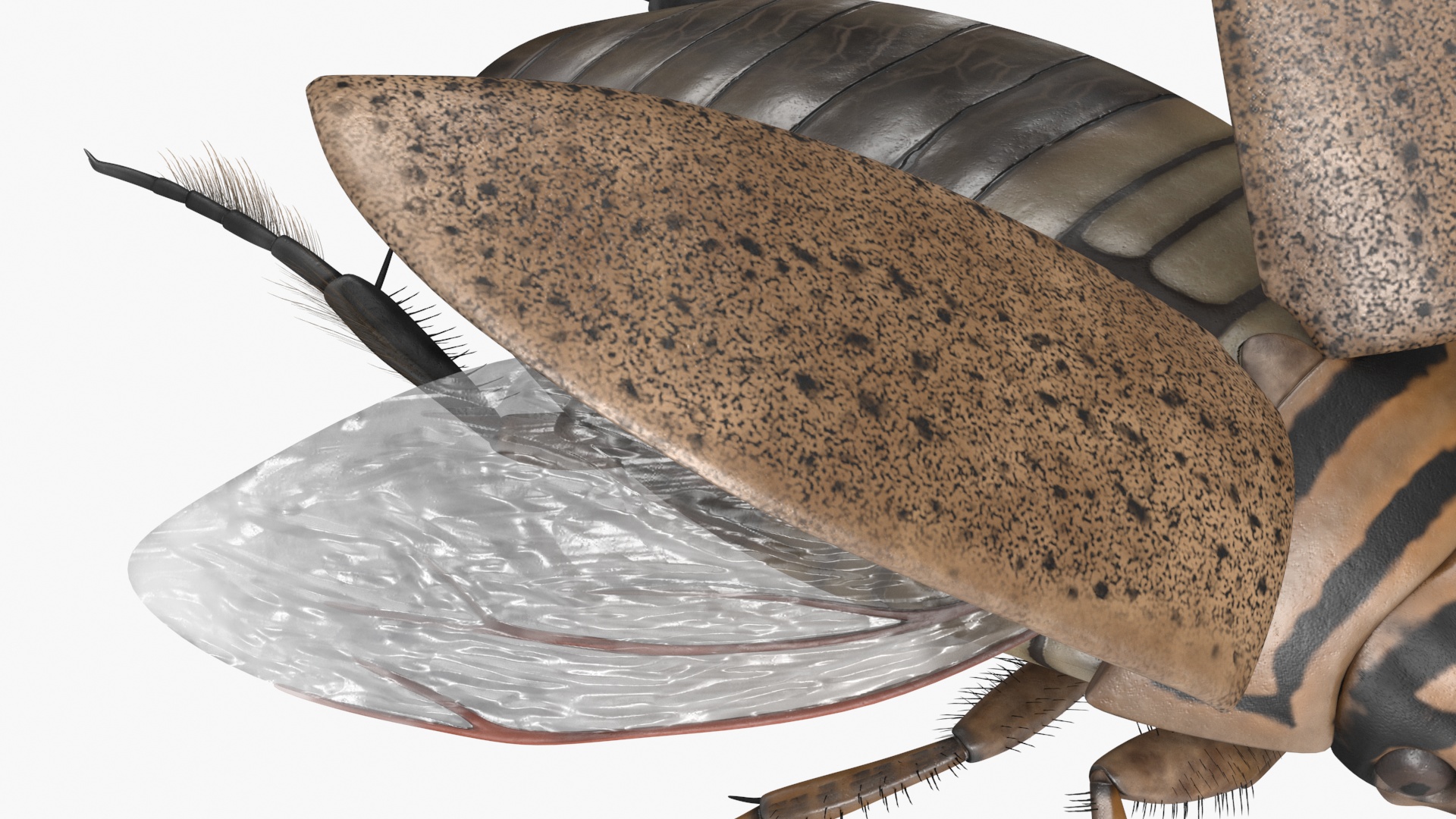 3D Hygrobia Beetle Beige Flying model