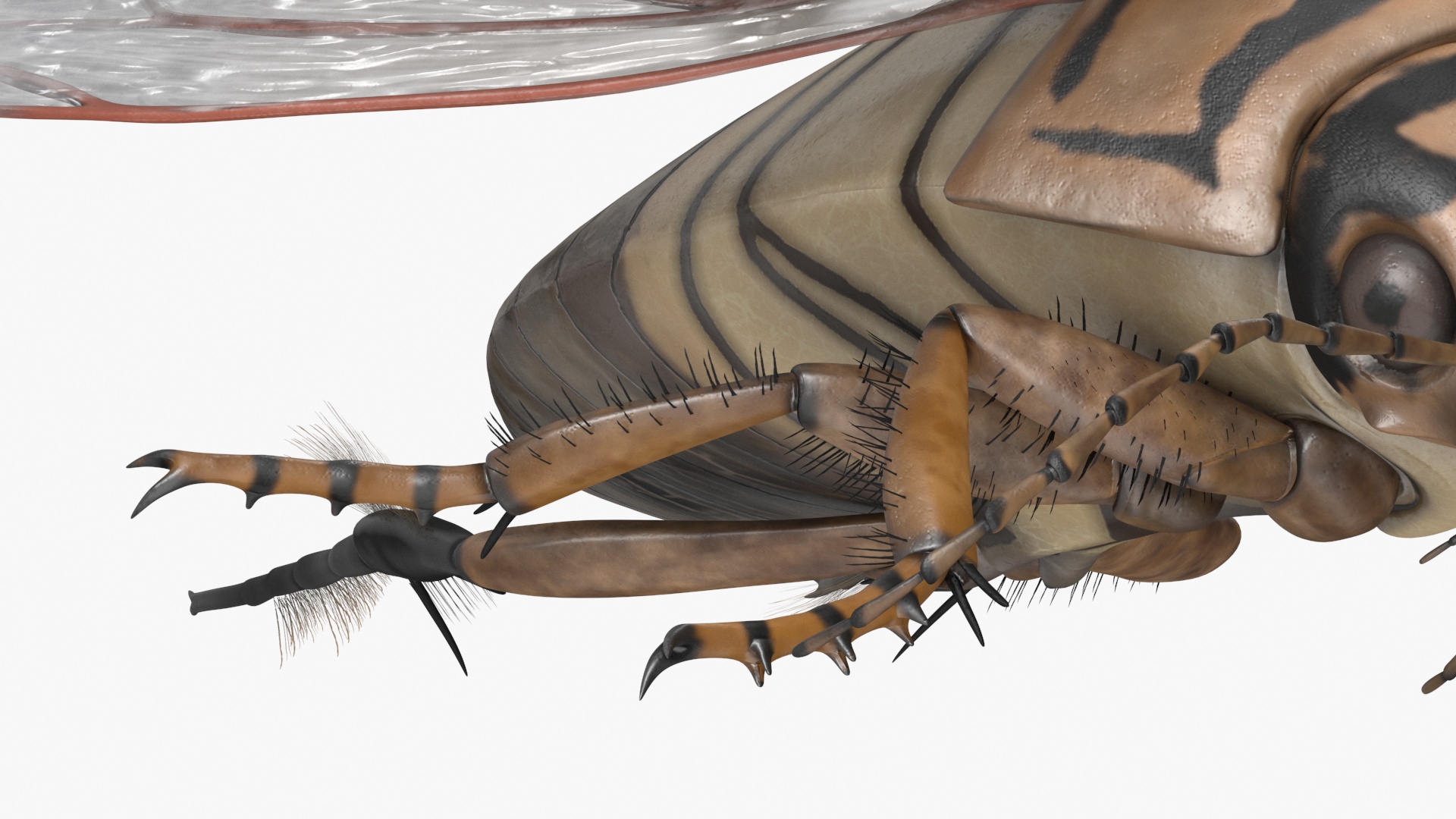 3D Hygrobia Beetle Beige Flying model