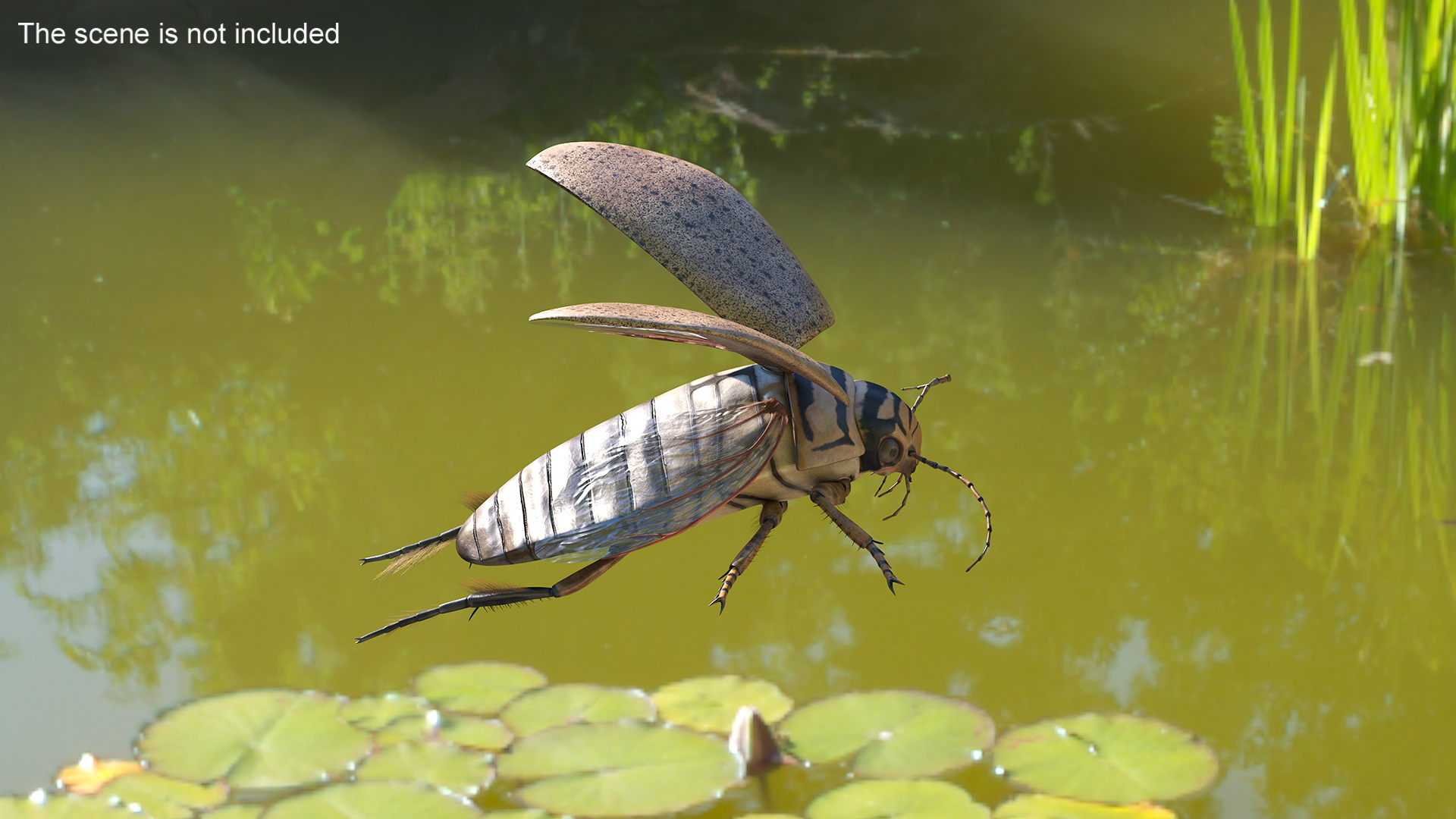3D Hygrobia Beetle Beige Flying model