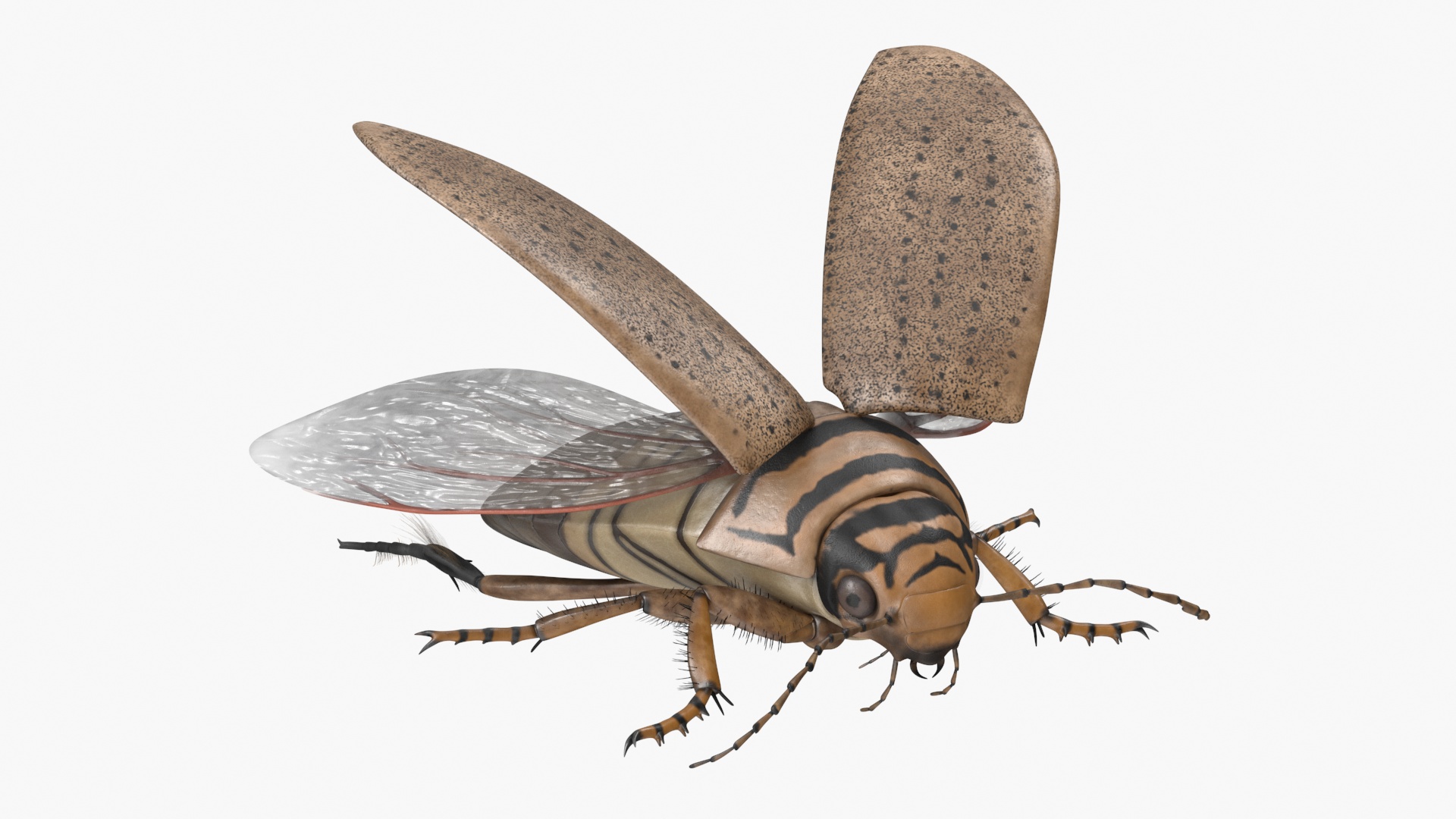 3D Hygrobia Beetle Beige Flying model