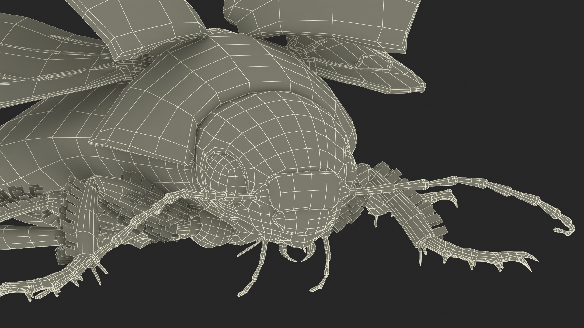 3D Hygrobia Beetle Beige Flying model