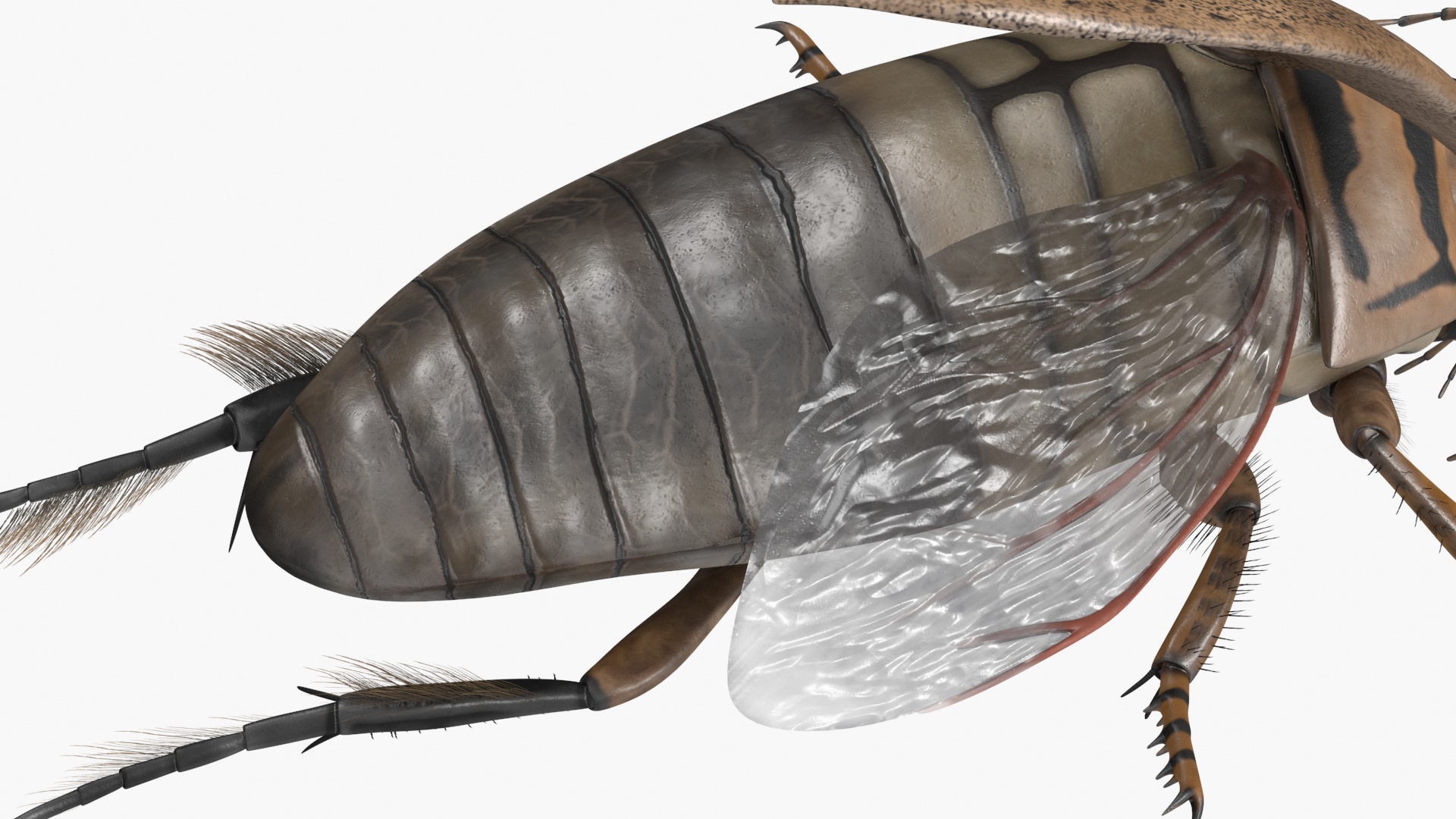3D Hygrobia Beetle Beige Flying model