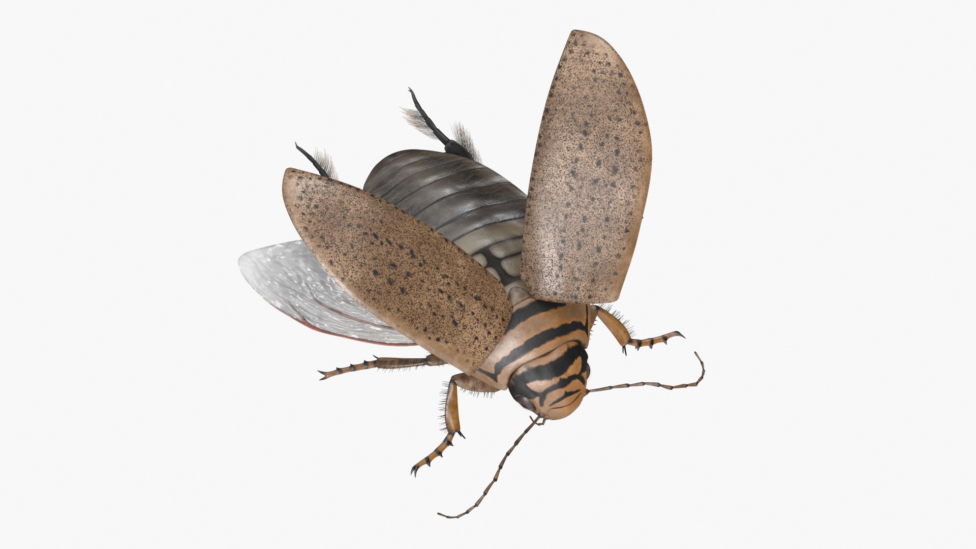 3D Hygrobia Beetle Beige Flying model