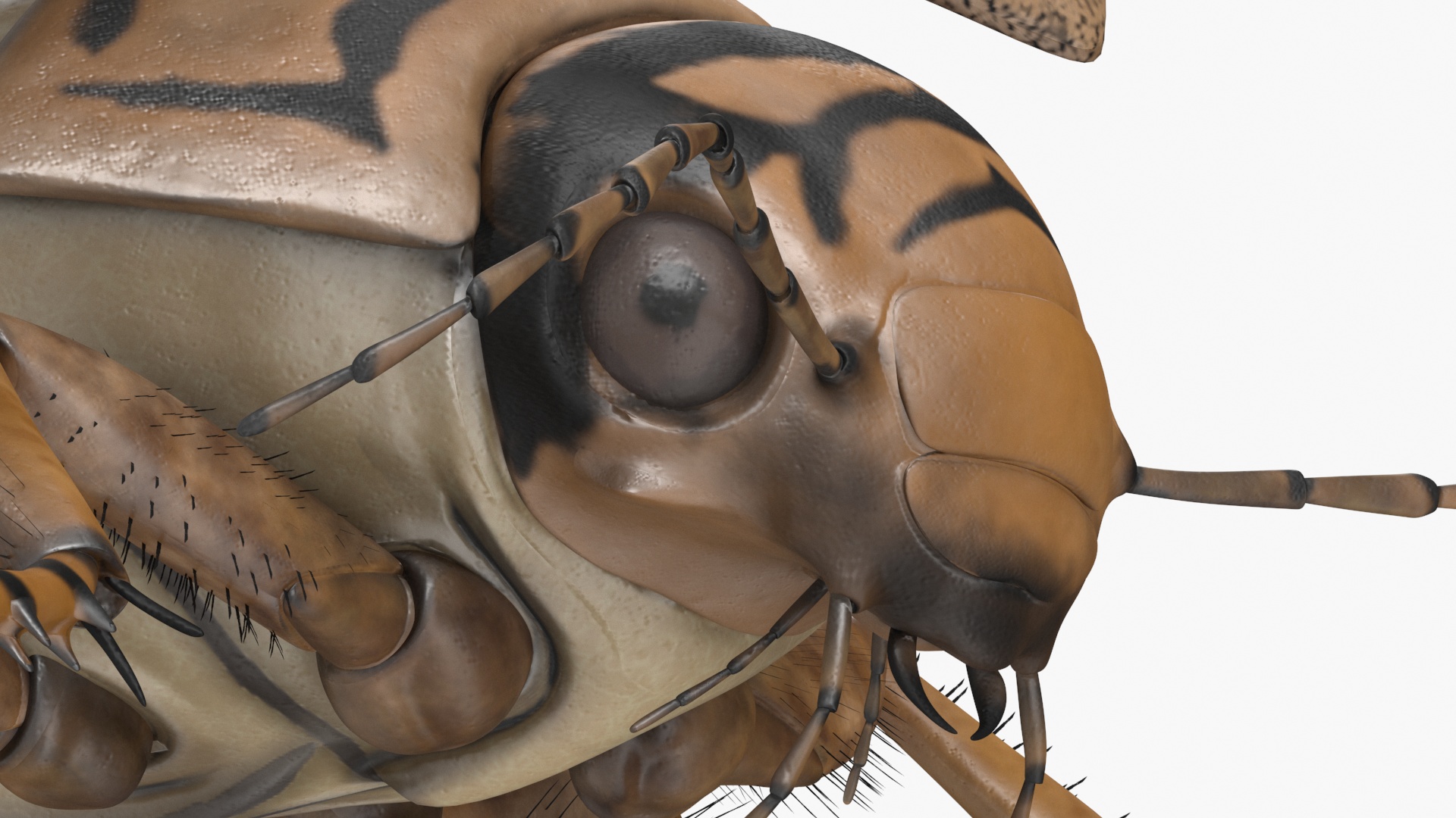 3D Hygrobia Beetle Beige Flying model