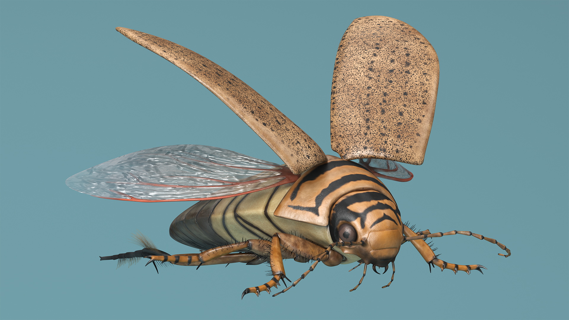 3D Hygrobia Beetle Beige Flying model