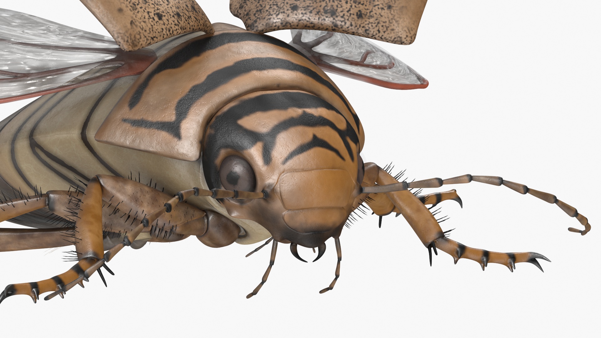 3D Hygrobia Beetle Beige Flying model