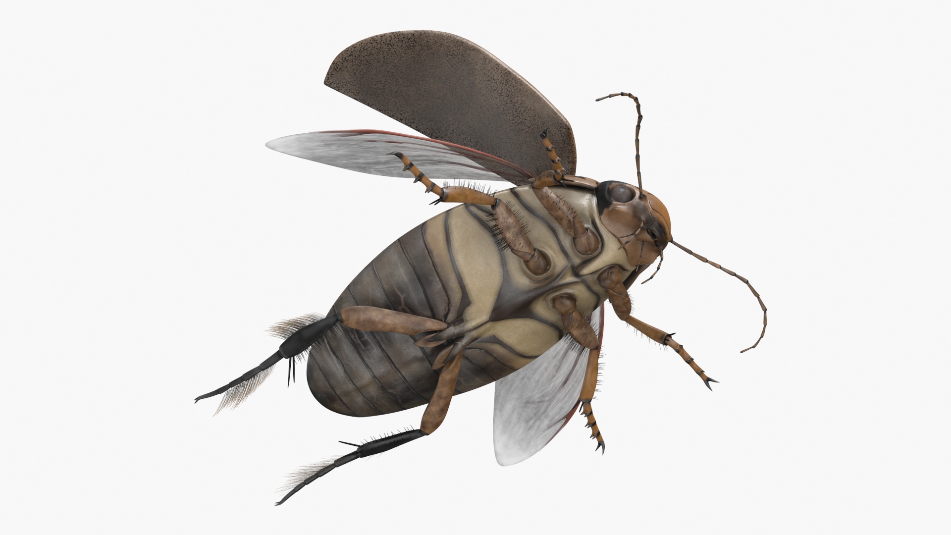 3D Hygrobia Beetle Beige Flying model