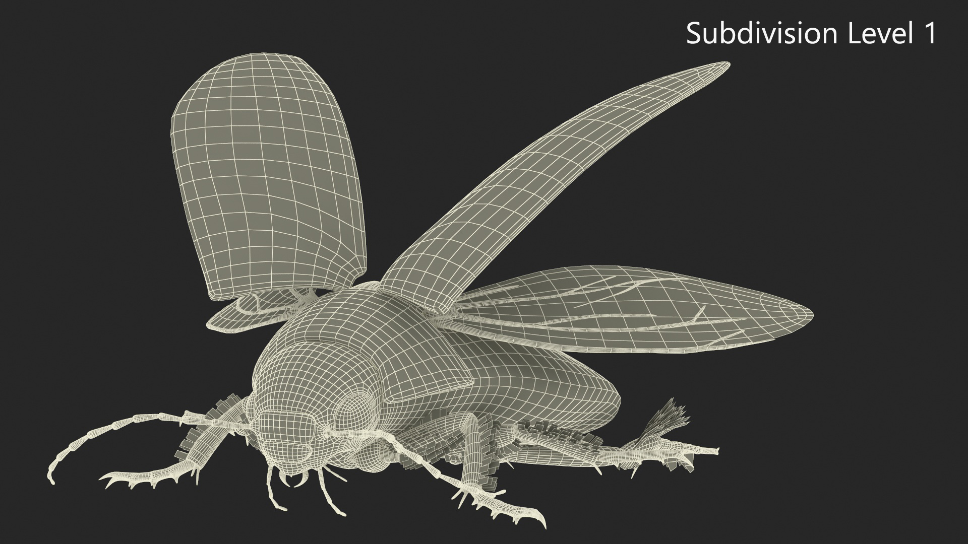 3D Hygrobia Beetle Beige Flying model