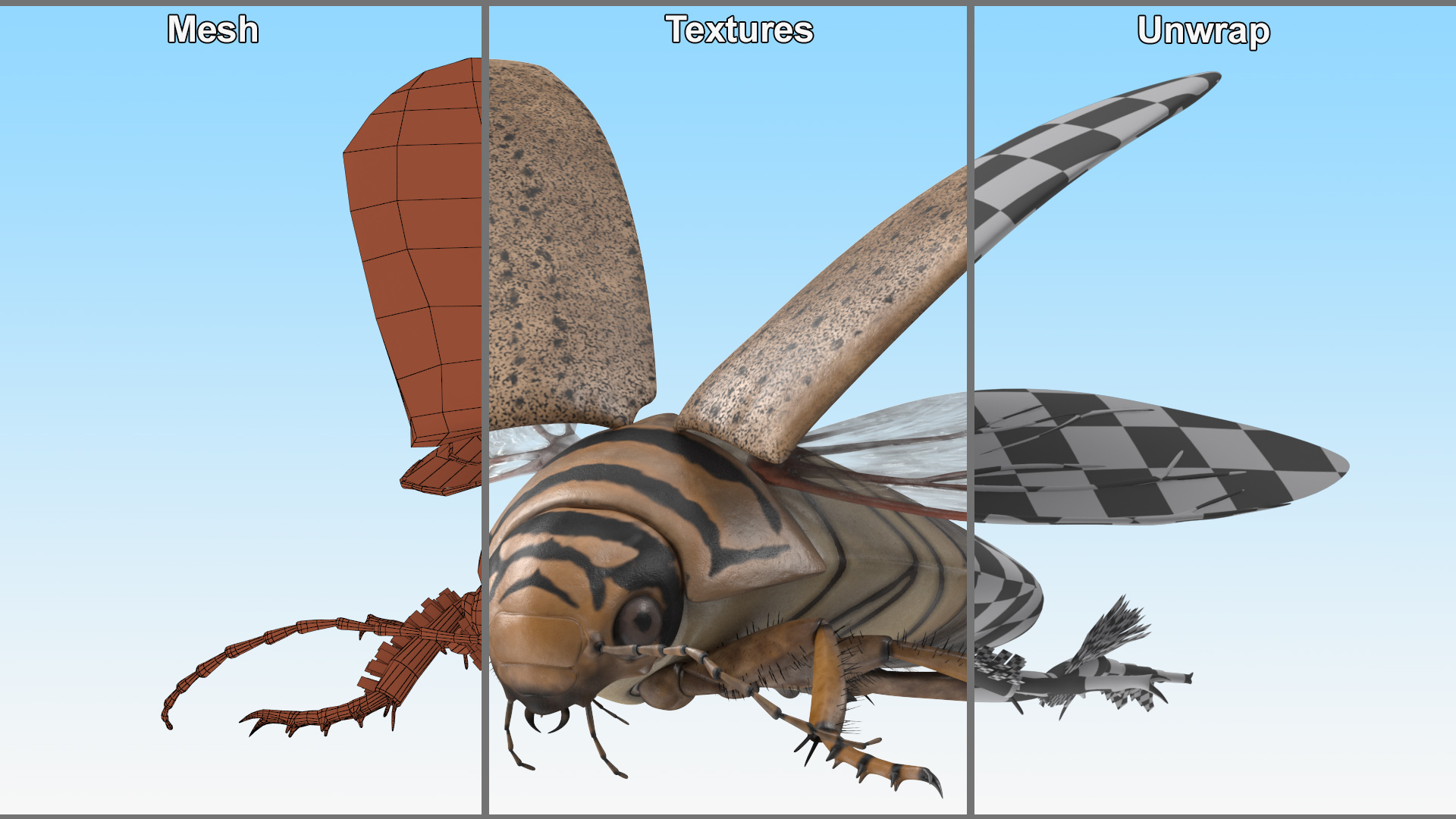 3D Hygrobia Beetle Beige Flying model