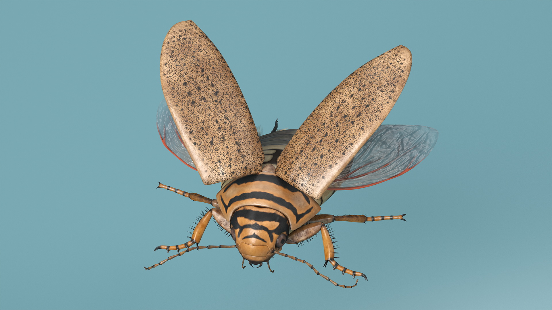 3D Hygrobia Beetle Beige Flying model