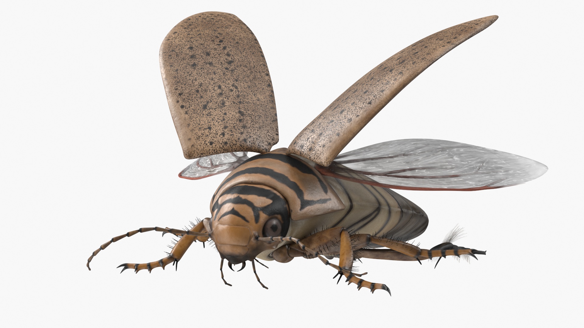 3D Hygrobia Beetle Beige Flying model