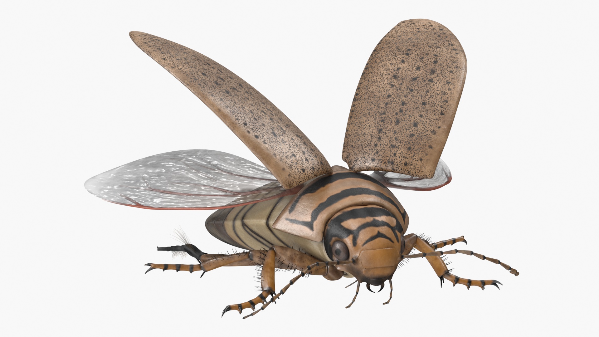 3D Hygrobia Beetle Beige Flying model