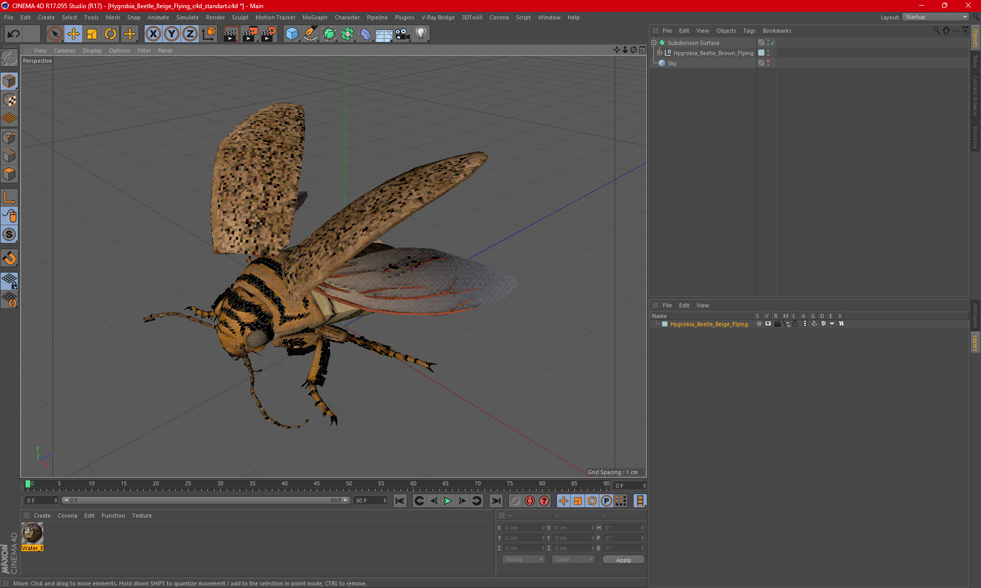 3D Hygrobia Beetle Beige Flying model